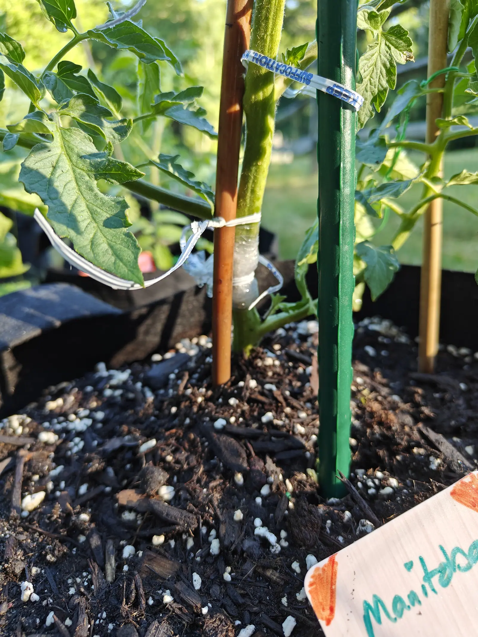 A Manitoba tomato on 17 June with its stem base collared in clear film, a torn strip of printed bag knotted over the top to hold it in place and a small green side shoot pushing out just below, bright low sun raking across the mix.