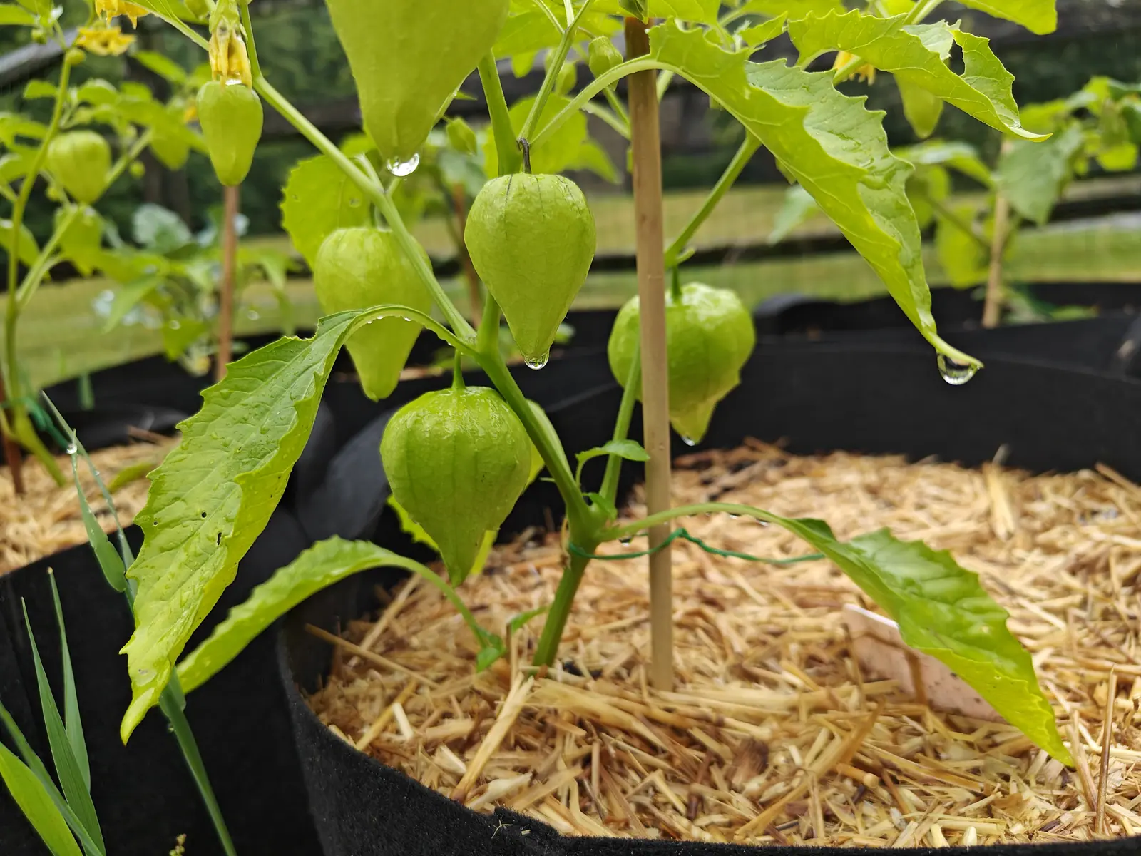 Cisneros tomatillos just after rain on 23 June, seven or eight lanterns hanging under the branches, each husk smooth and inflated and five-sided and ribbed and already filled out by the fruit inside, fat droplets still hanging off every leaf tip.