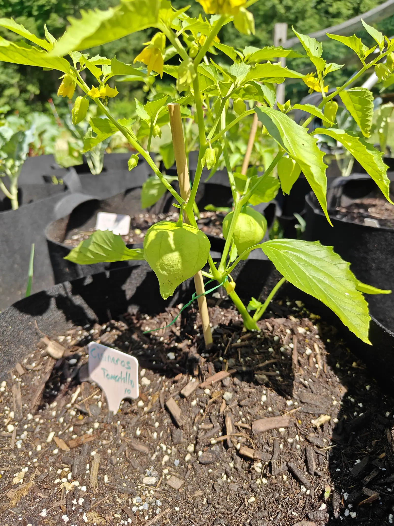 Cisneros tomatillos on 19 June in hard midday sun, two husks already inflated to full lanterns and several more only starting, while at the top of the plant the flowers nod downward as yellow bells rather than the flat stars of a tomato.
