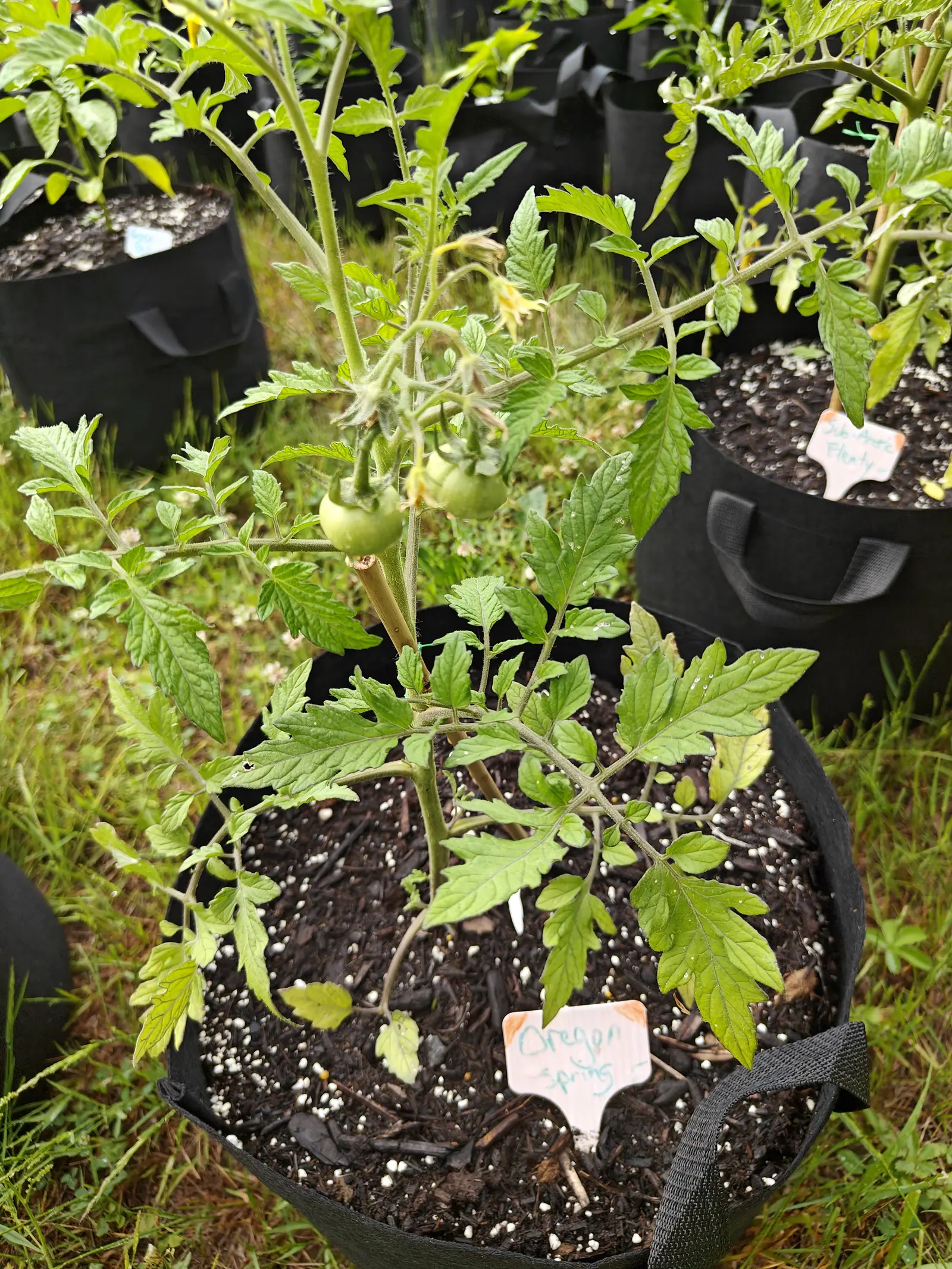 An Oregon Spring tomato on 18 June, two hard green fruits and one shriveling yellow flower still hanging together on the same hairy truss, and at soil level a main stem snapped off short to a pale stub, in flat bright overcast with no shadow.