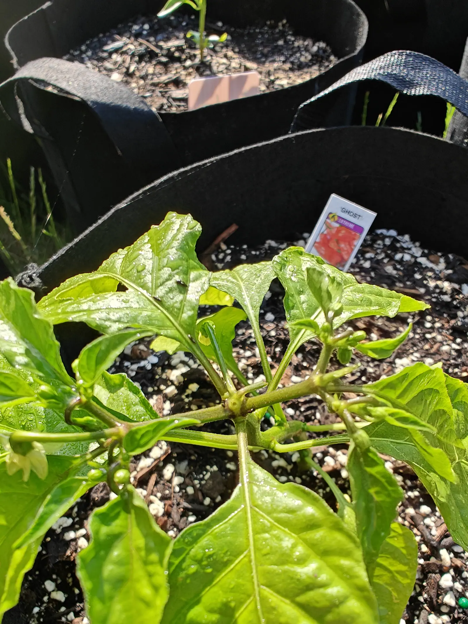 A Ghost chili on 12 June, still all green: two fruits just set behind their small calyces and one flower nodding from a swollen fork, its cream-white lobes narrow and pointed, every glossy leaf beaded with rain in low hard sun.