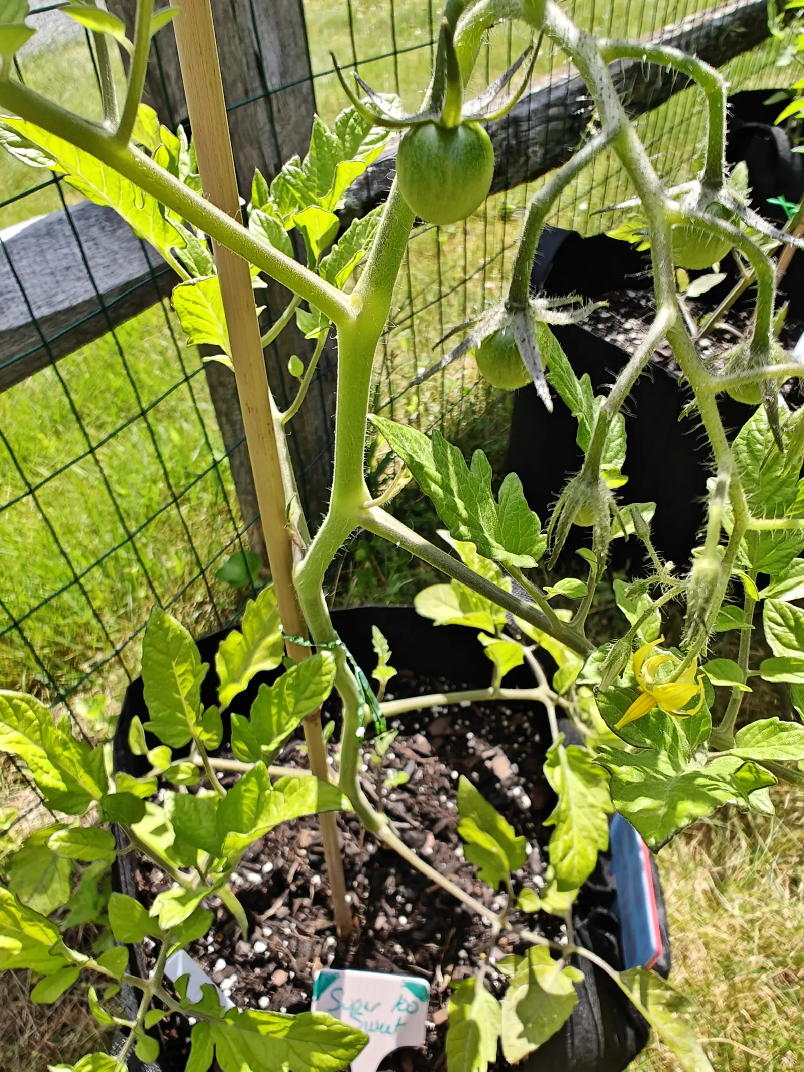 A Super Sweet 100 on 19 June, bristling, long white hairs furring the stem and the branch forks and above all the flower trusses and lit up by strong midday sun, two round green fruits hanging below them and one yellow flower open among the buds.