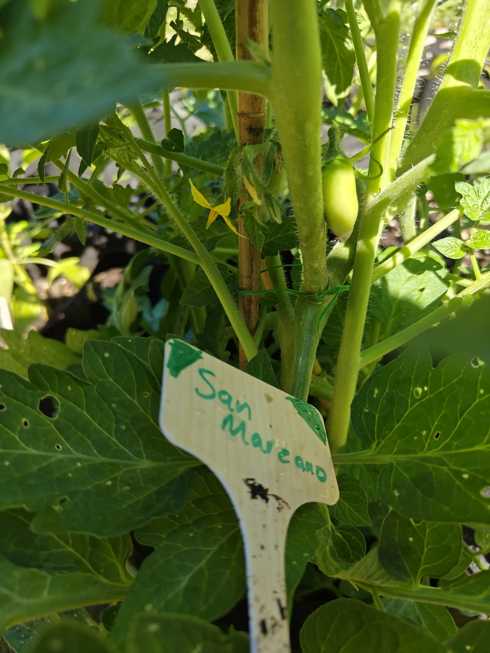 A San Marzano Roma on 13 June carrying one green fruit already twice as long as it is wide and blunt at the end, a yellow flower open on the truss beside it and the big leaf below peppered with small round holes chewed clean through, in dappled sun.