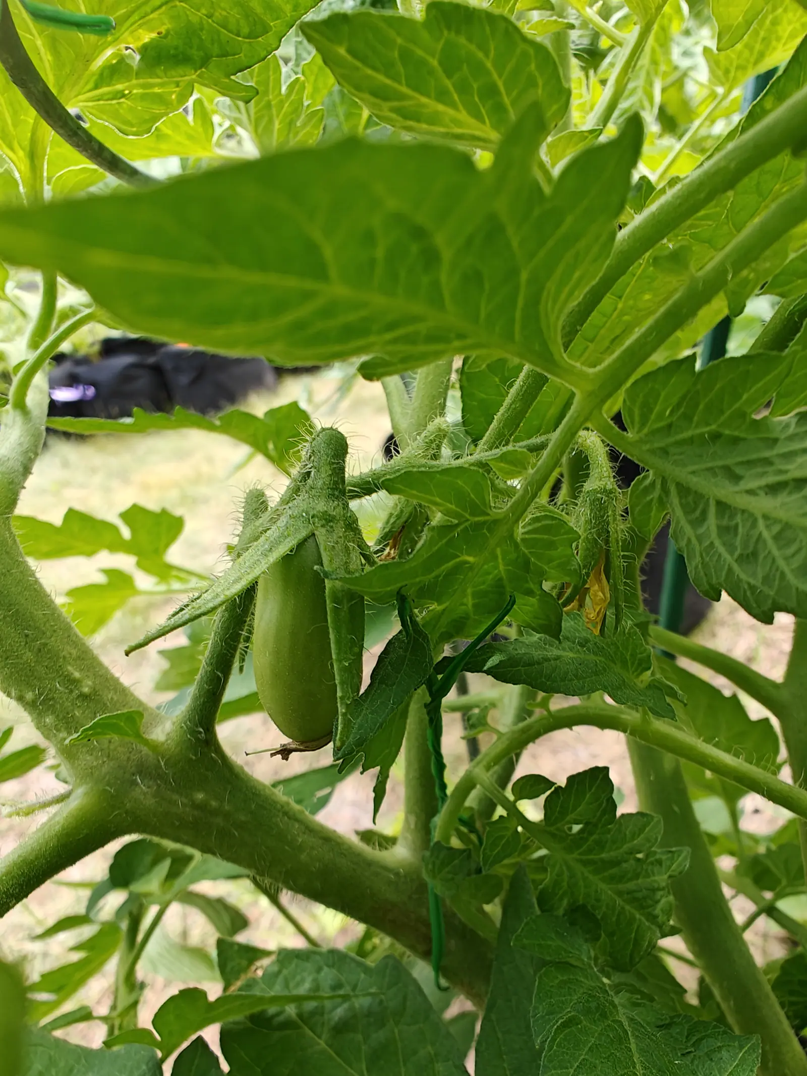 A San Marzano Roma on 19 June, deep in the canopy, one oblong green fruit with the shriveled flower still stuck to its blossom end and a hairy calyx clasping the shoulder, a second only just setting behind a collapsed yellow rag of petals.