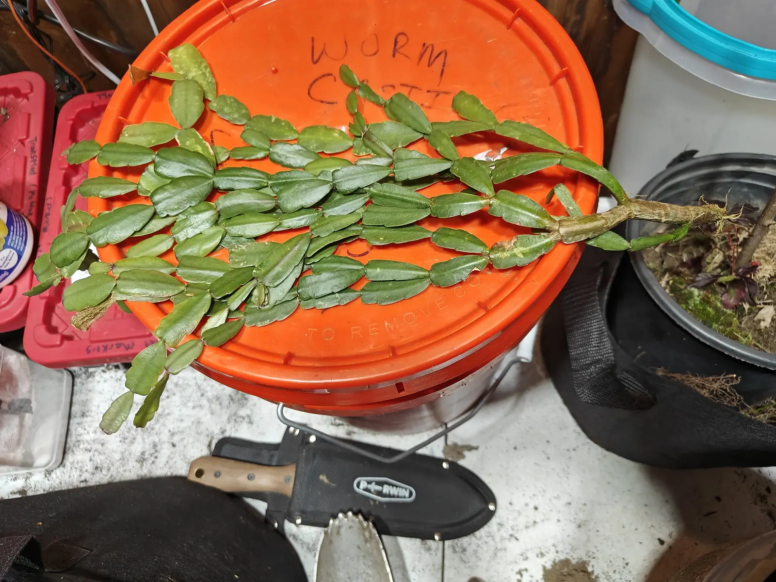 A Christmas cactus laid out loose and unpotted on 16 June, its chains of flat scallop-edged segments fanned out from a woody gray trunk that ends in a torn stump of roots, a tuft of pale bristles at every joint, under dull indoor light.