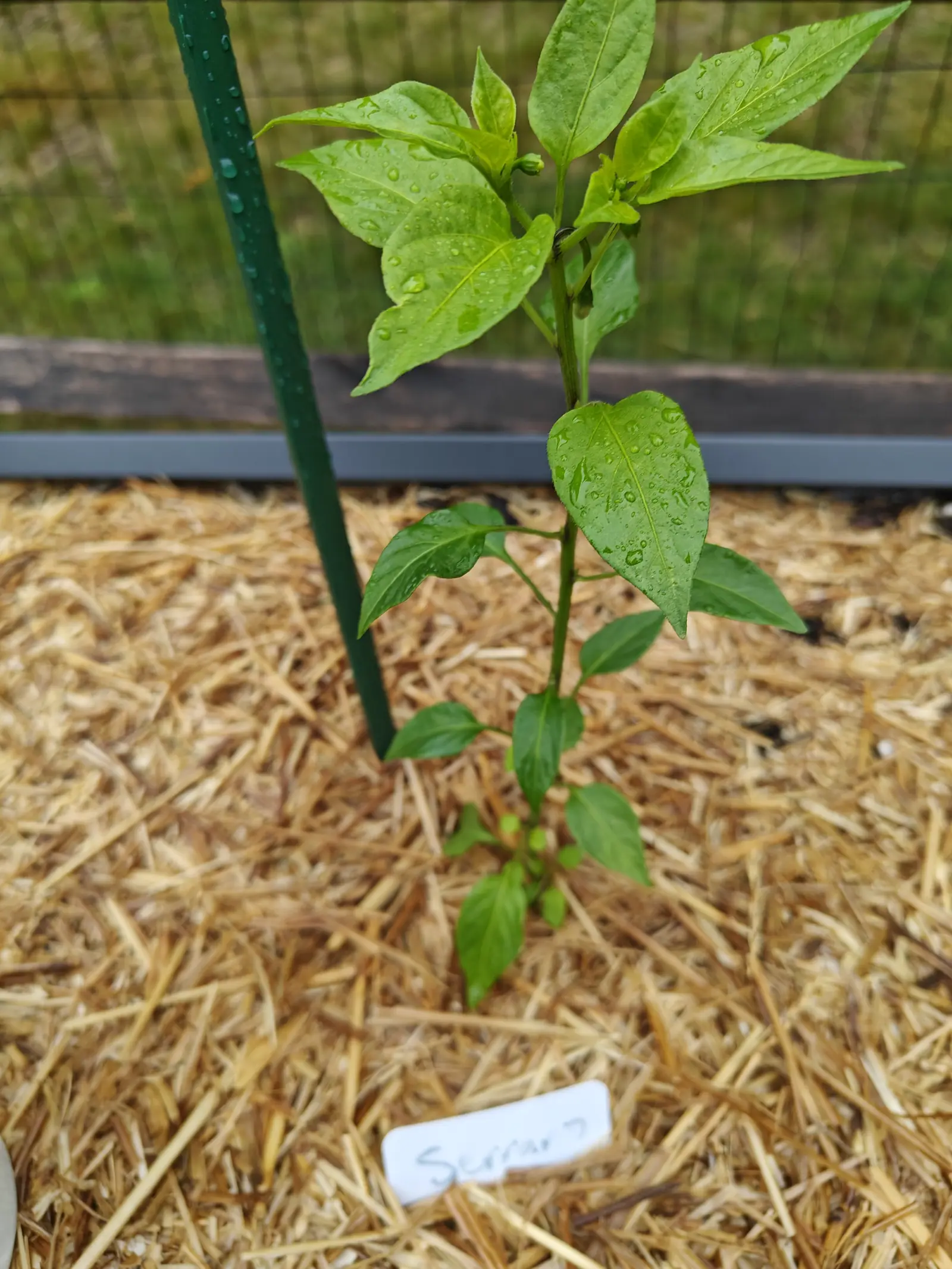 A Serrano pepper after rain on 23 June, one cream-white bud nodding off a curved stalk at the shoot tip and a tight cluster of green buds in the fork beside it, and a small dark insect banded with pale tucked into a leaf axil below.