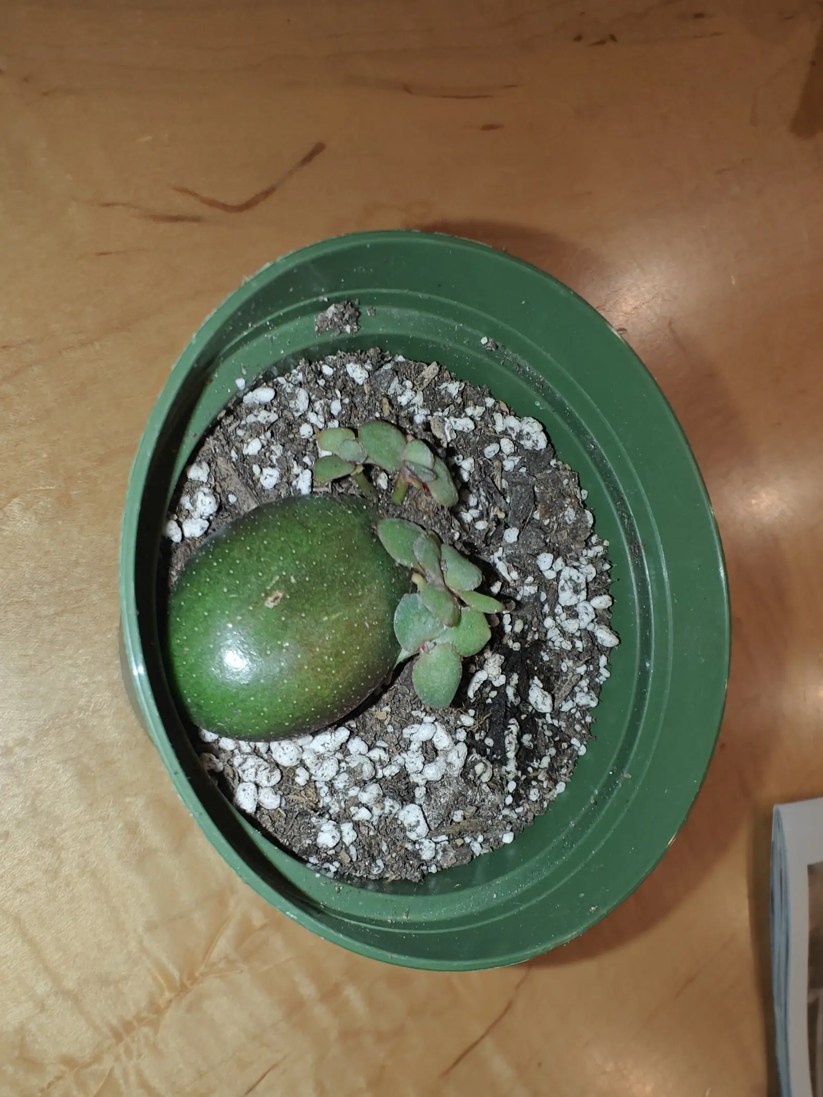 A whole avocado resting unplanted on the soil surface on 16 June, glossy green going bronze at the narrow end and freckled with pale dots, and sharing the pot with it a small succulent, thick paired leaves rimmed red-purple on trailing red stems.
