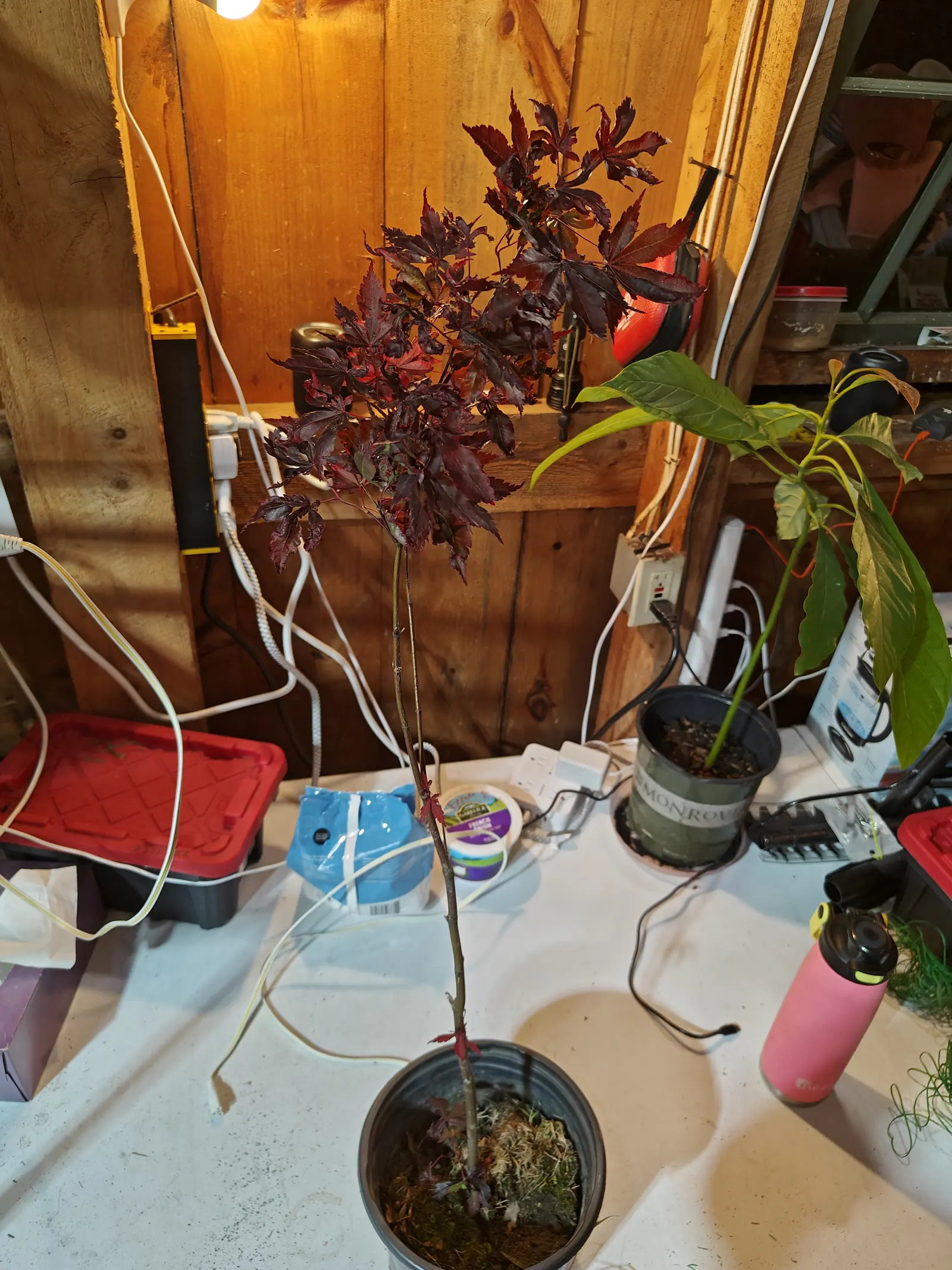 A Japanese maple on 16 June, grown as a single slender whip with a loose flat-topped head, its leaves cut almost to the base into five to seven narrow serrated lobes and burgundy over blood-red at the youngest, lit indoors at night by one bare bulb.