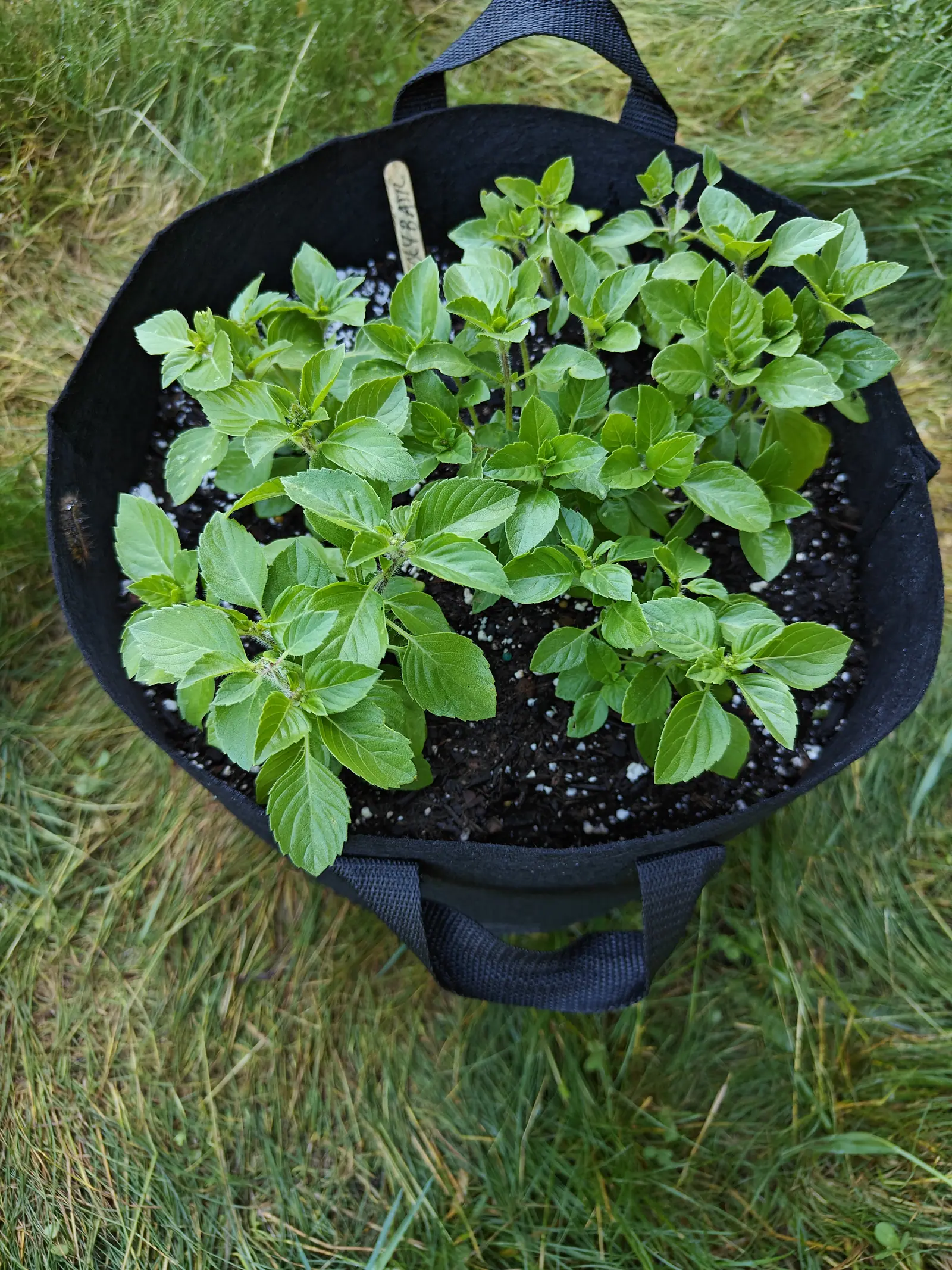 Holy basil on 17 June, fifteen young plants with bare soil still showing between them, every leaf pair crossing the one below and every stem furred with long white hairs, each shoot tip crowded into a tight rosette, in soft flat light.