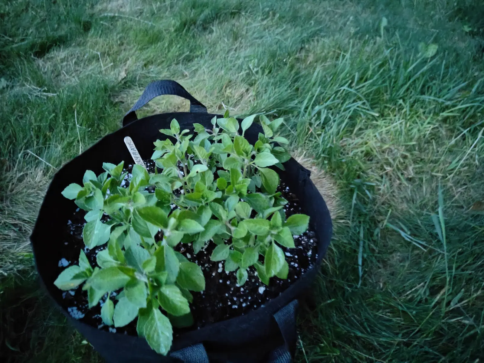 Holy basil in dim blue dusk light on 17 June, grown bushy enough now to close over most of the soil, every leaf downy and dulled by a pale bloom, its shoot tips gathered into tight rosettes on pale hairy stems.