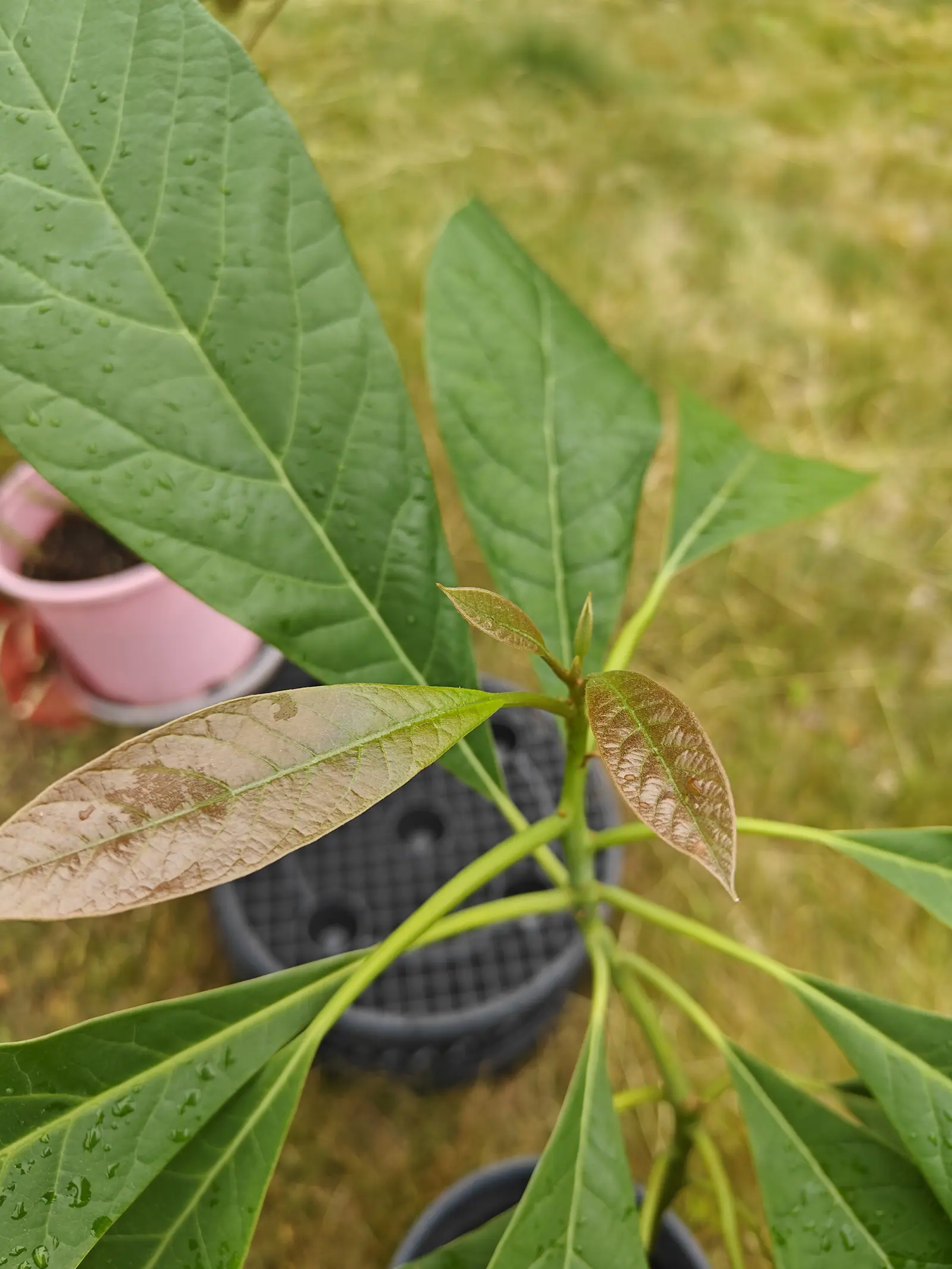 An avocado raised from seed on 12 June, one unbranched leaf-scarred shoot ending in a pointed bud, its two newest leaves still expanding and flushed coppery bronze all over with the midrib left green, the rest beaded with rain under flat overcast.