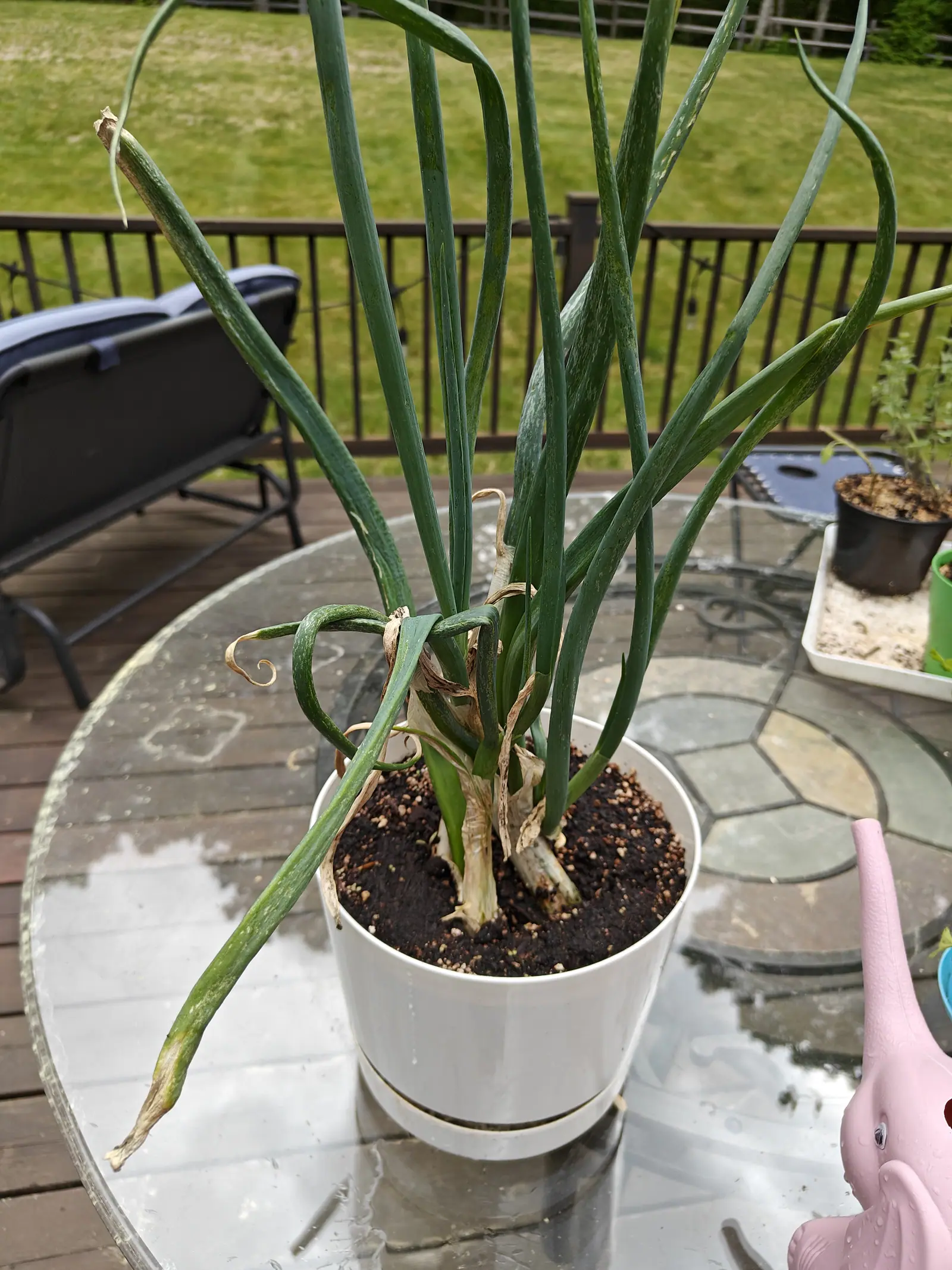 Scallions on 7 June, hollow blue-green tubes arching out past the frame and sprawling across a glass patio table, two or three of them kinked over with the tips dried to flattened papery curls where the tube has collapsed. Flat overcast light.