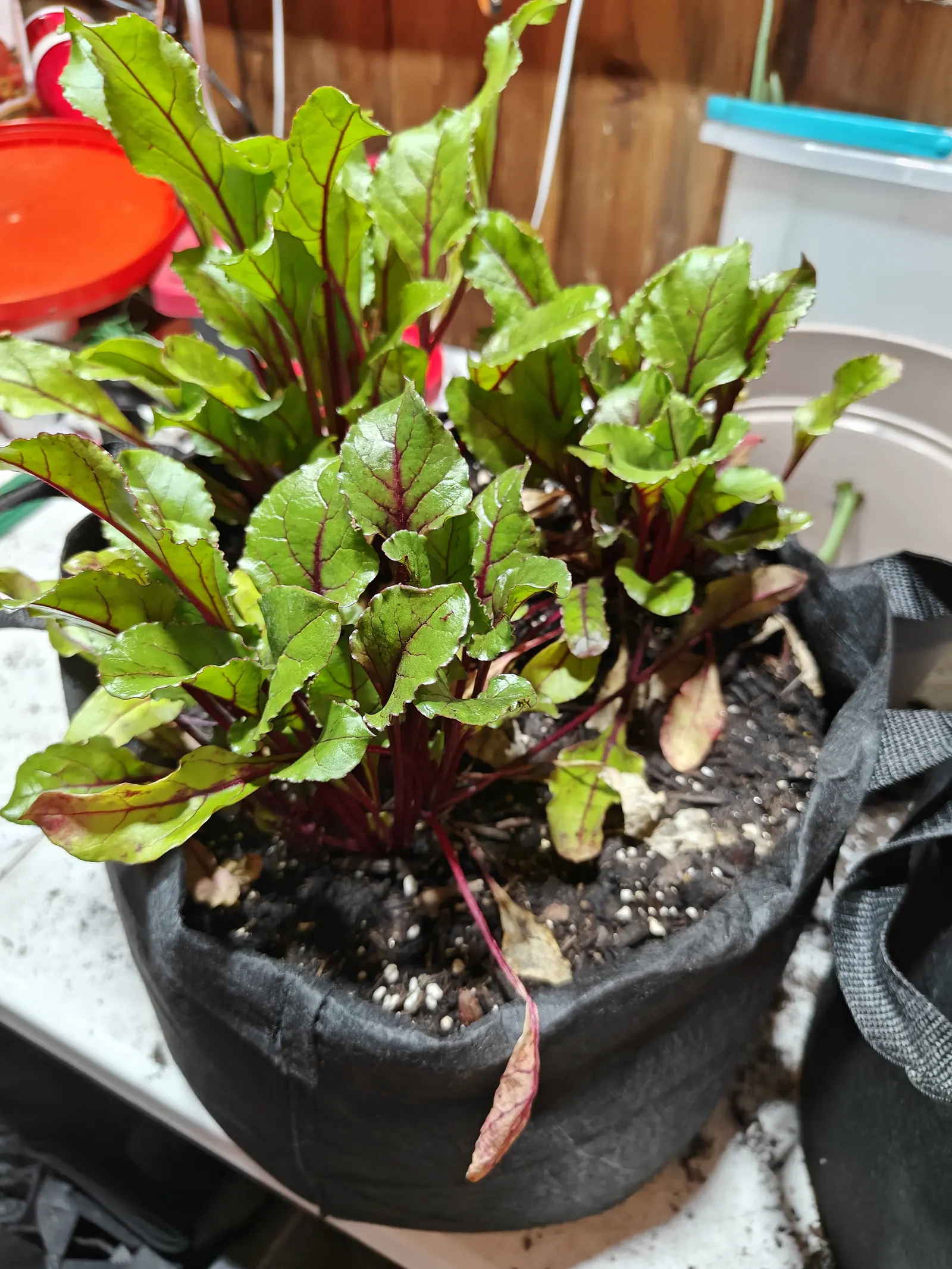 Beets on 14 June, twenty crowded rosettes with no stem among them, every leaf stalk and midrib a deep crimson-magenta that bleeds a little way out along the veins, one long red-stalked leaf drooping right over the front, under dull indoor light.