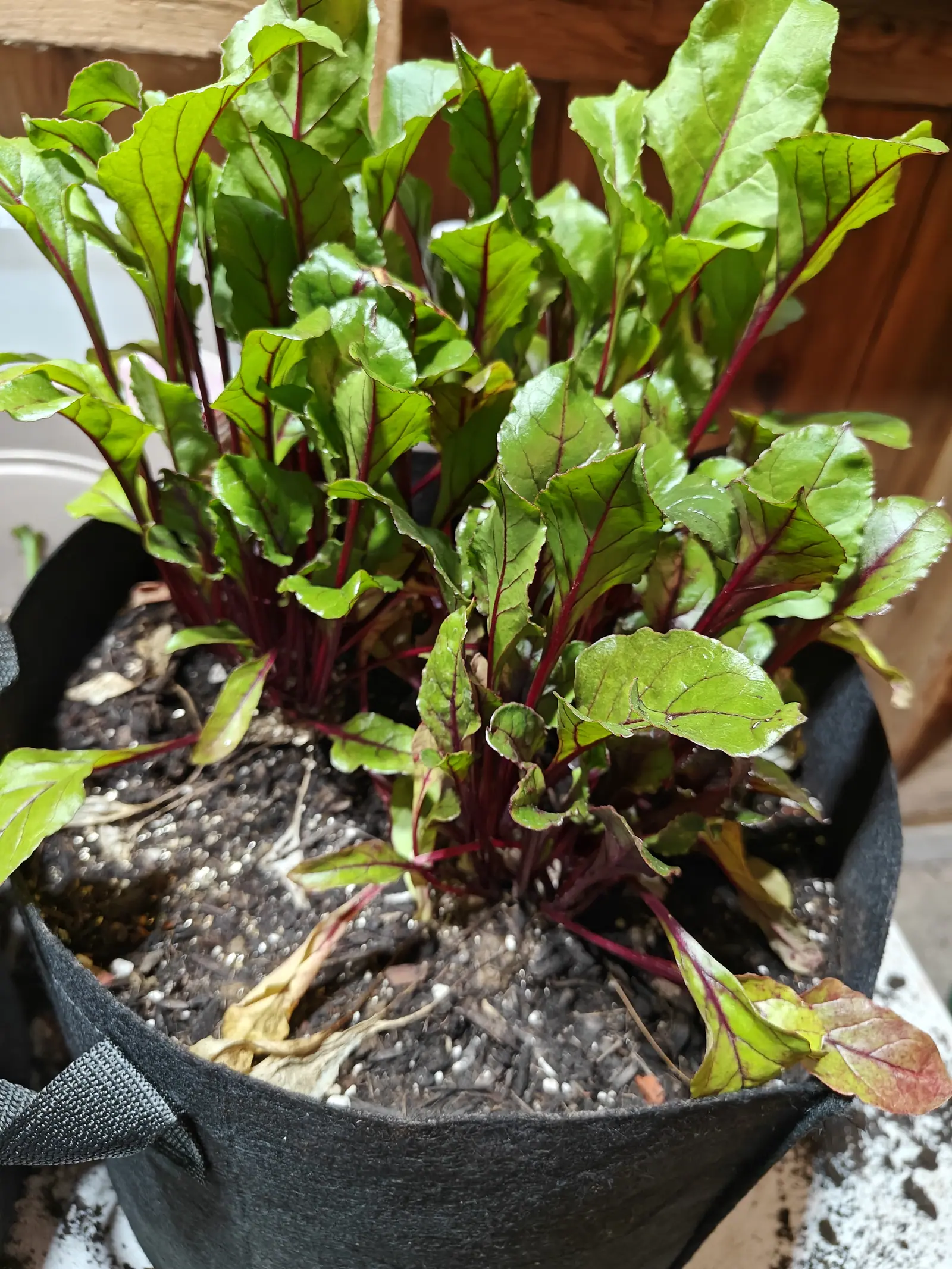 Beets in bright side sun on 14 June, two clusters standing apart with bare mix between them, their green plates crimped along the margin over crimson stalks, the outer leaves gone lime-yellow with pink veining or collapsed into pale straw rags.