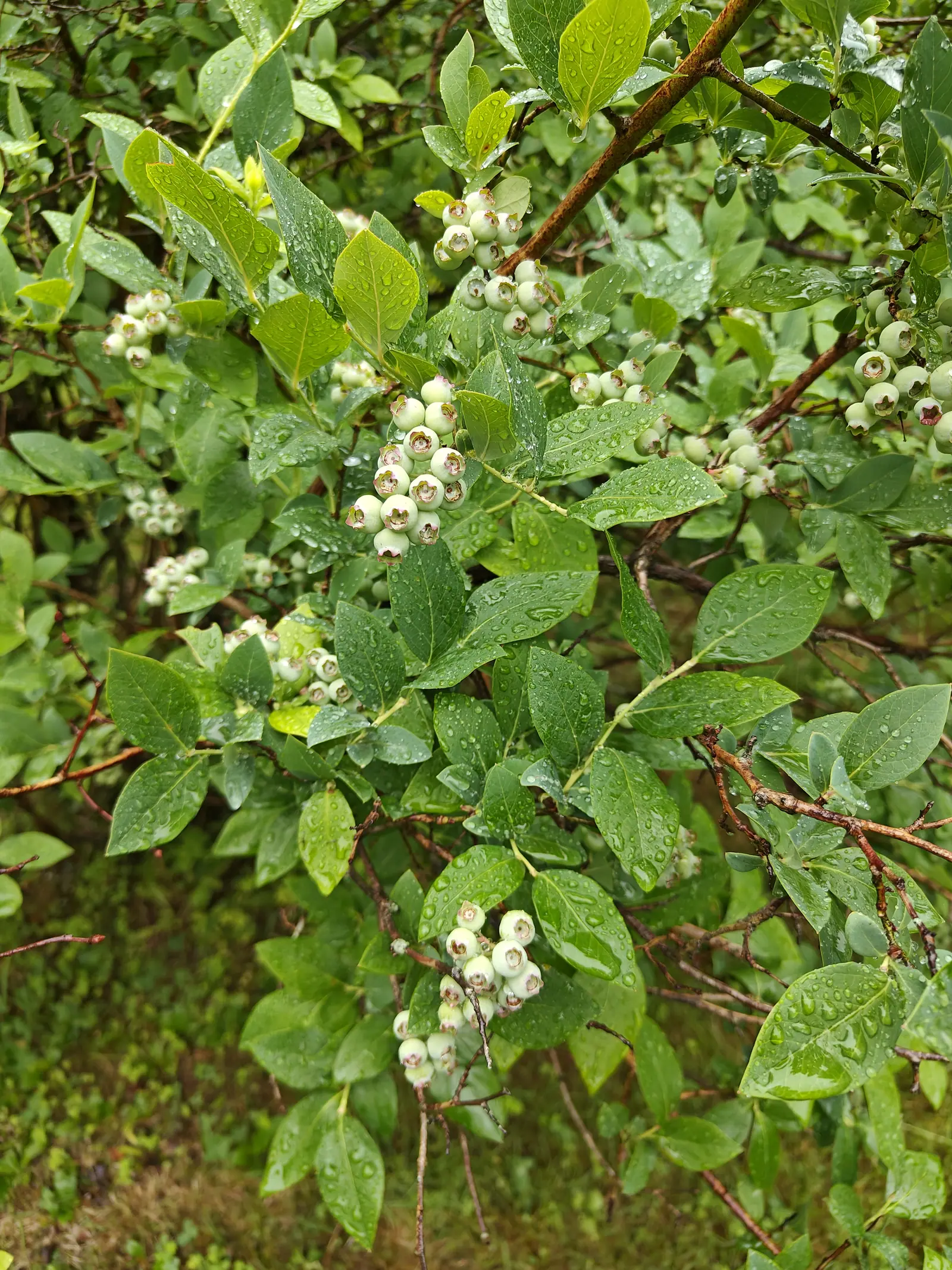 High Bush blueberries on 23 June, not one of them ripe: tight clusters of five to ten hanging hard and whitish-green under a faint bloom, a few blushed dull pink on the exposed cheek, each finished with a five-pointed crown of dried calyx.