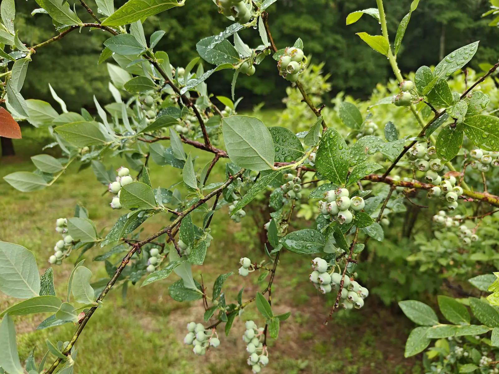 A row of High Bush blueberries after rain on 23 June, the clusters slung along the undersides of the arching wiry branches ten and twenty to a bunch and every berry still hard and pale, a dark wall of woodland closing the background.