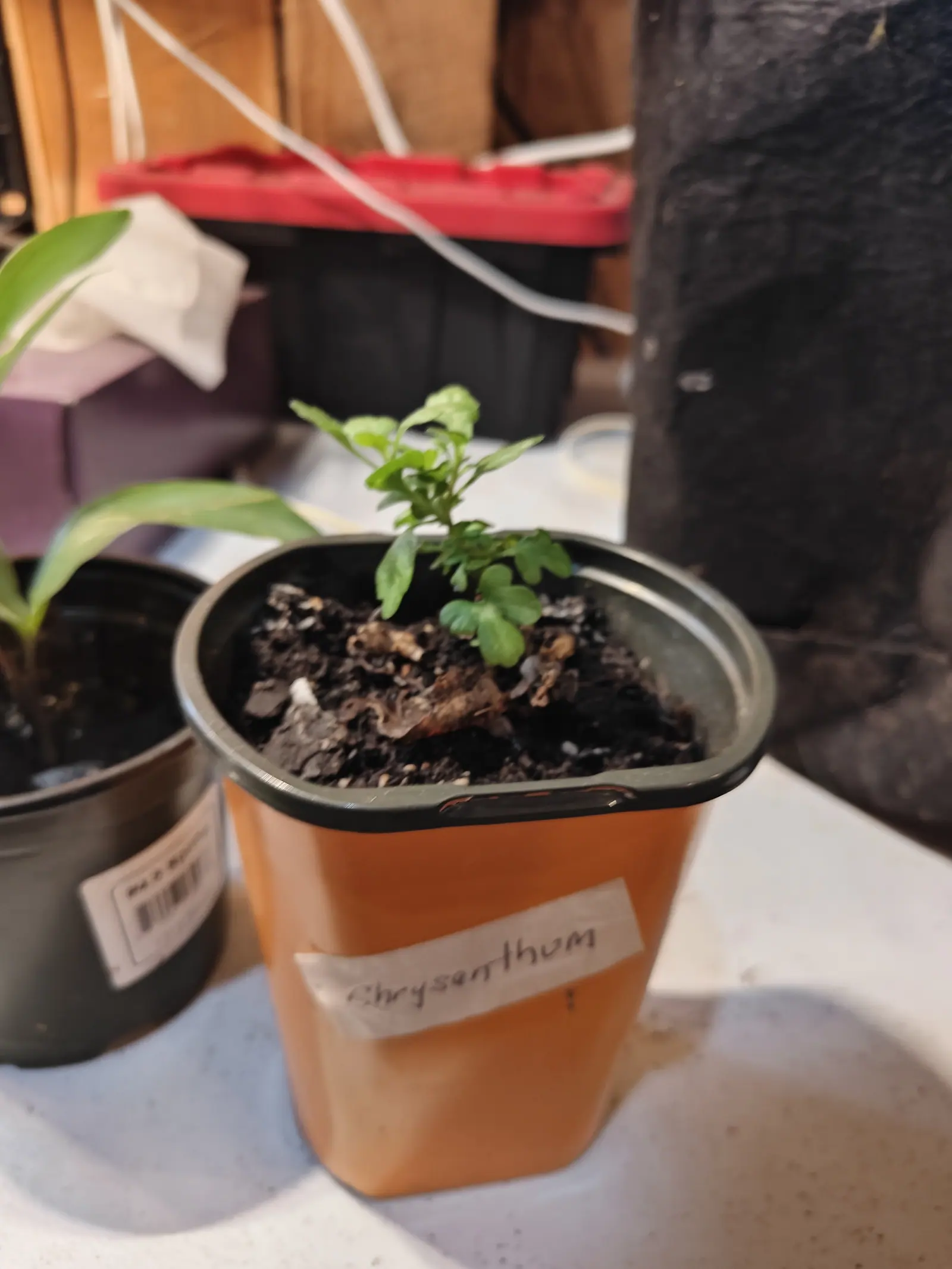 A single small shoot on 18 June, eight matt green leaves shallowly lobed with blunt rounded teeth and some of them almost spoon-shaped, the newest crowded together at the tip, alone in a pot of near-black mix under dim warm indoor light.