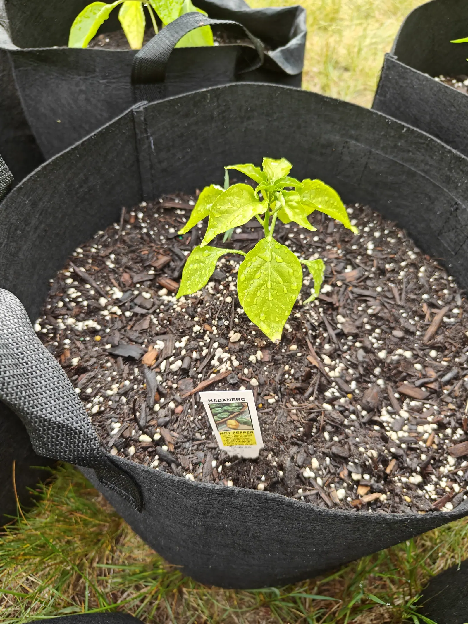 One small seedling standing alone on 15 June, ten glossy leaves drawn out to long points with distinctly wavy margins and an unusually pale yellow-green cast, a cluster of new leaves at the tip, all of it still beaded from rain in soft light.