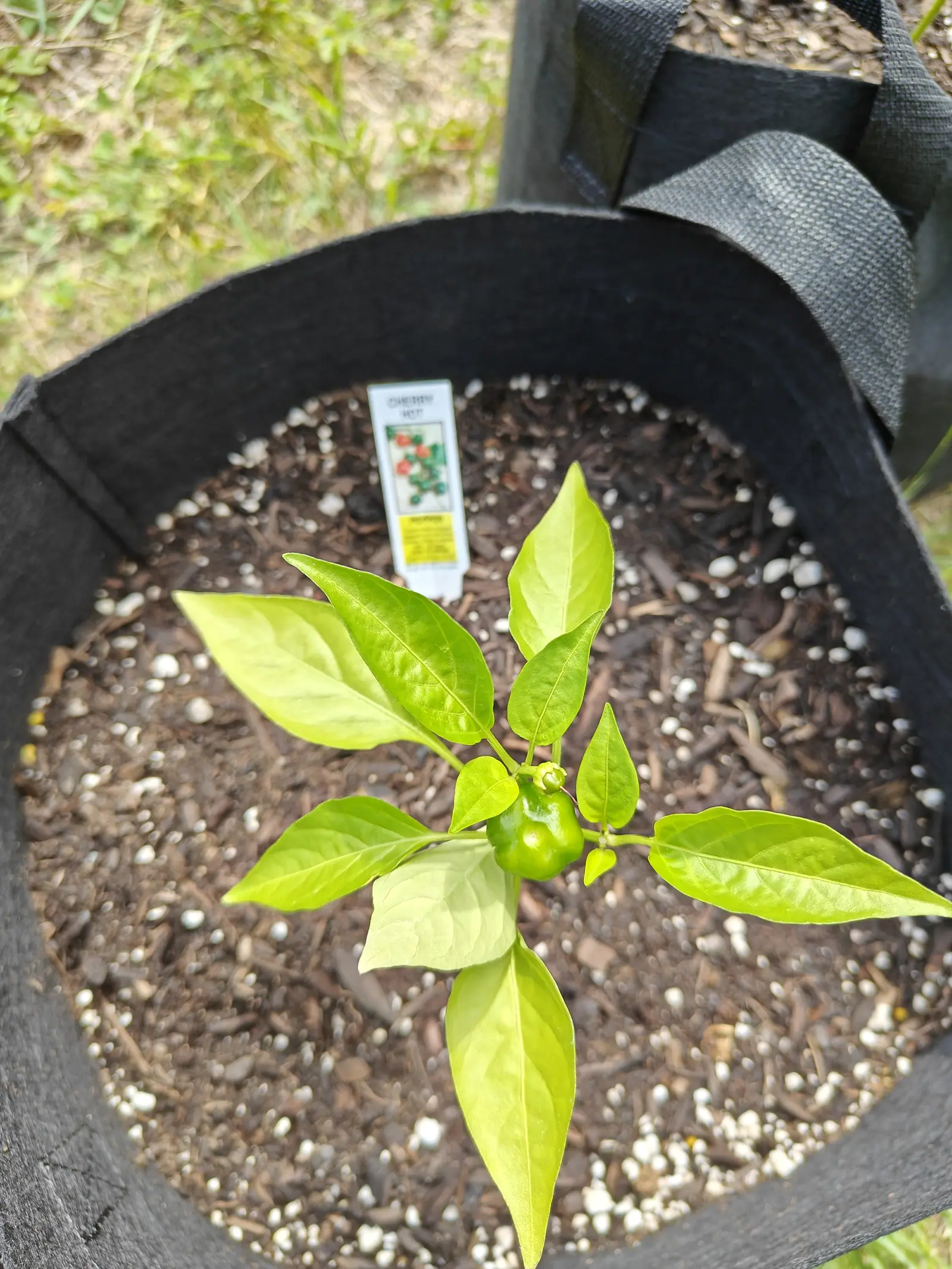 A Cherry Hot pepper on 19 June with its first fruit set, a glossy green globe shouldered and irregularly lobed with a shallow dimple in its face, a second ovary sitting just above it inside a flared calyx, bright sun flaring off every leaf.