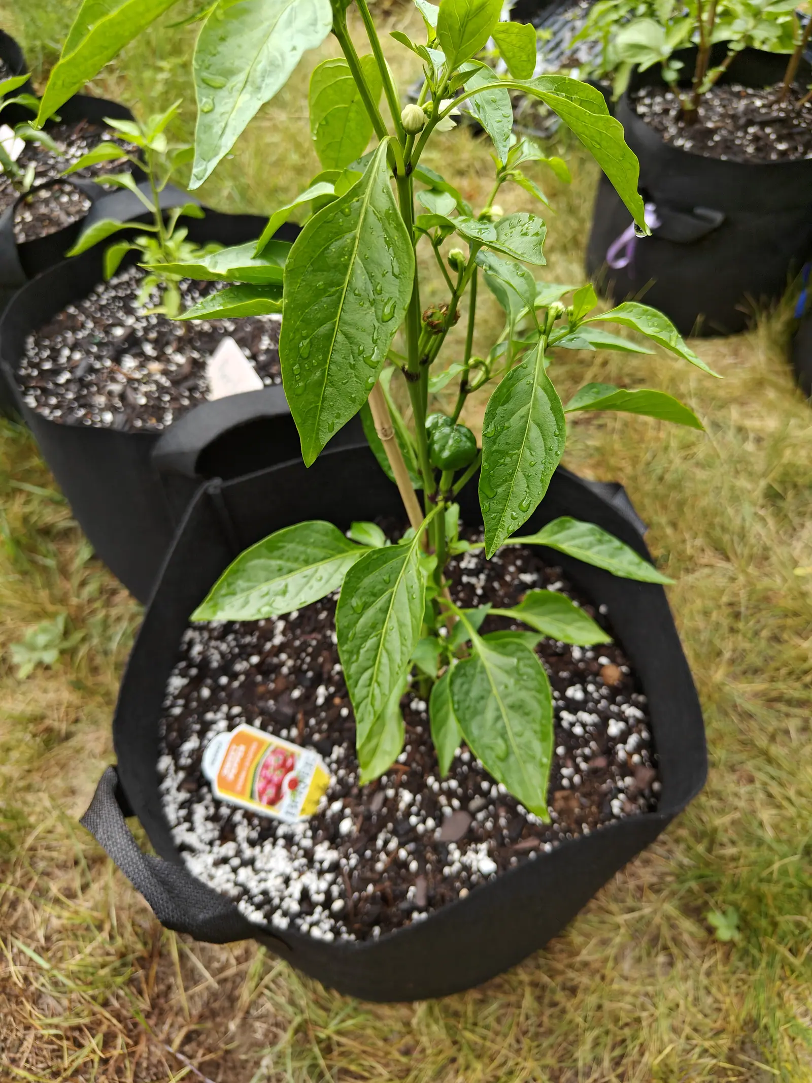 A Cherry Stuffer pepper on 18 June, one squat green fruit tucked behind a leaf at mid-height, shouldered and shallowly dimpled across the top, with creamy-white buds hanging pointed above it and rain still beaded over every leaf.