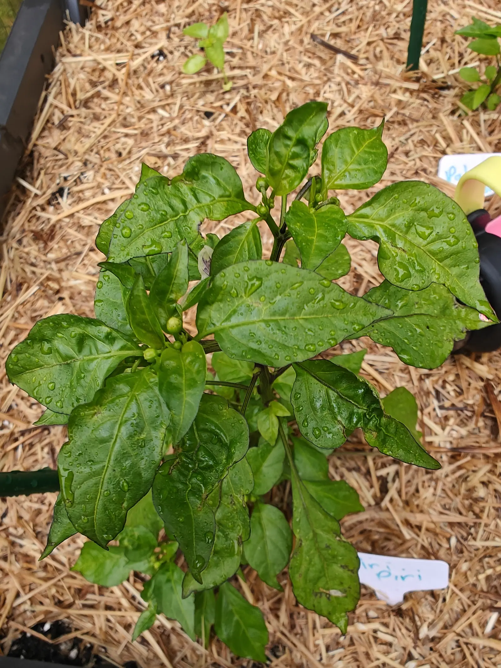 A Piri Piri on 23 June carrying buds and no fruit at all, one round green bud standing upright in every stem fork with papery tan spent corollas hanging beside them, and rain still sitting whole and domed on the leaves.