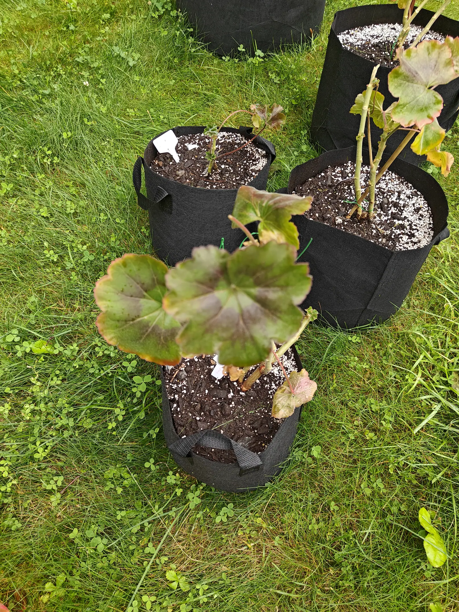 Zonal geraniums on 23 June, every round scalloped leaf carrying a broad soft-edged bronze band inside a thin red rim, finely hairy and matt rather than glossy, set out across a mown lawn half taken over by white clover in flat gray overcast.