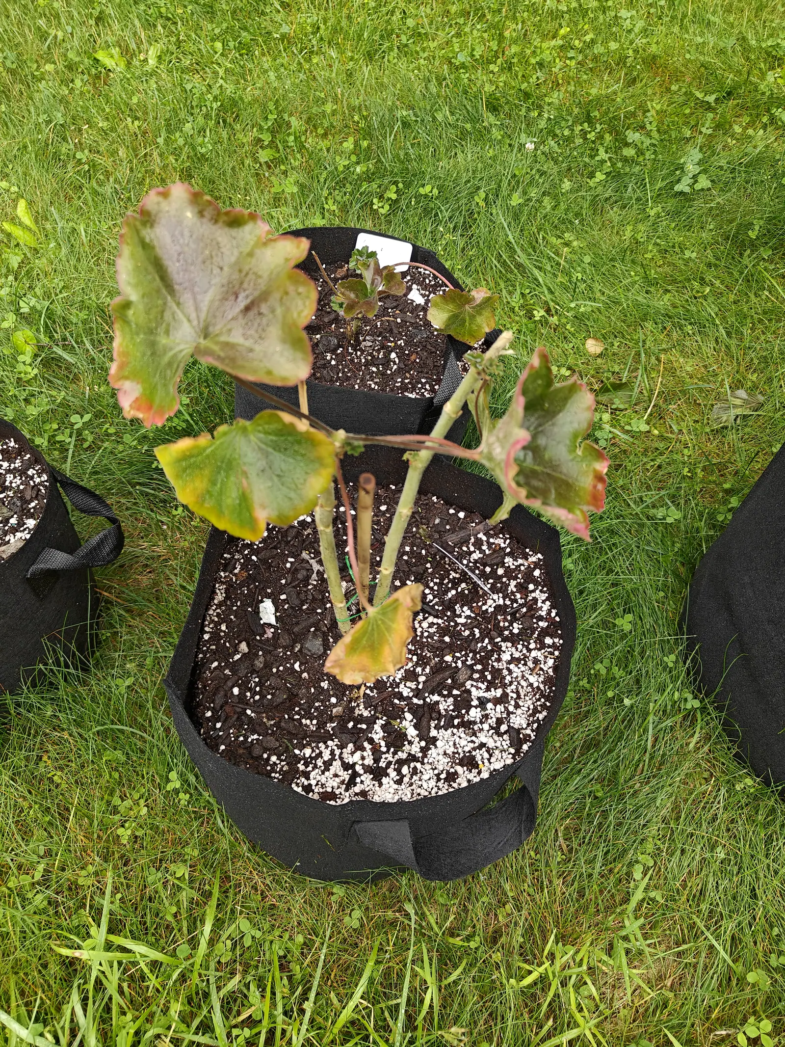 A geranium cut back hard on 23 June, four fat jointed stems sliced off flat to pale open faces with only five leaves left on long pink-red petioles, and two thread-fine seedlings already up in the compost beneath, in flat gray light.