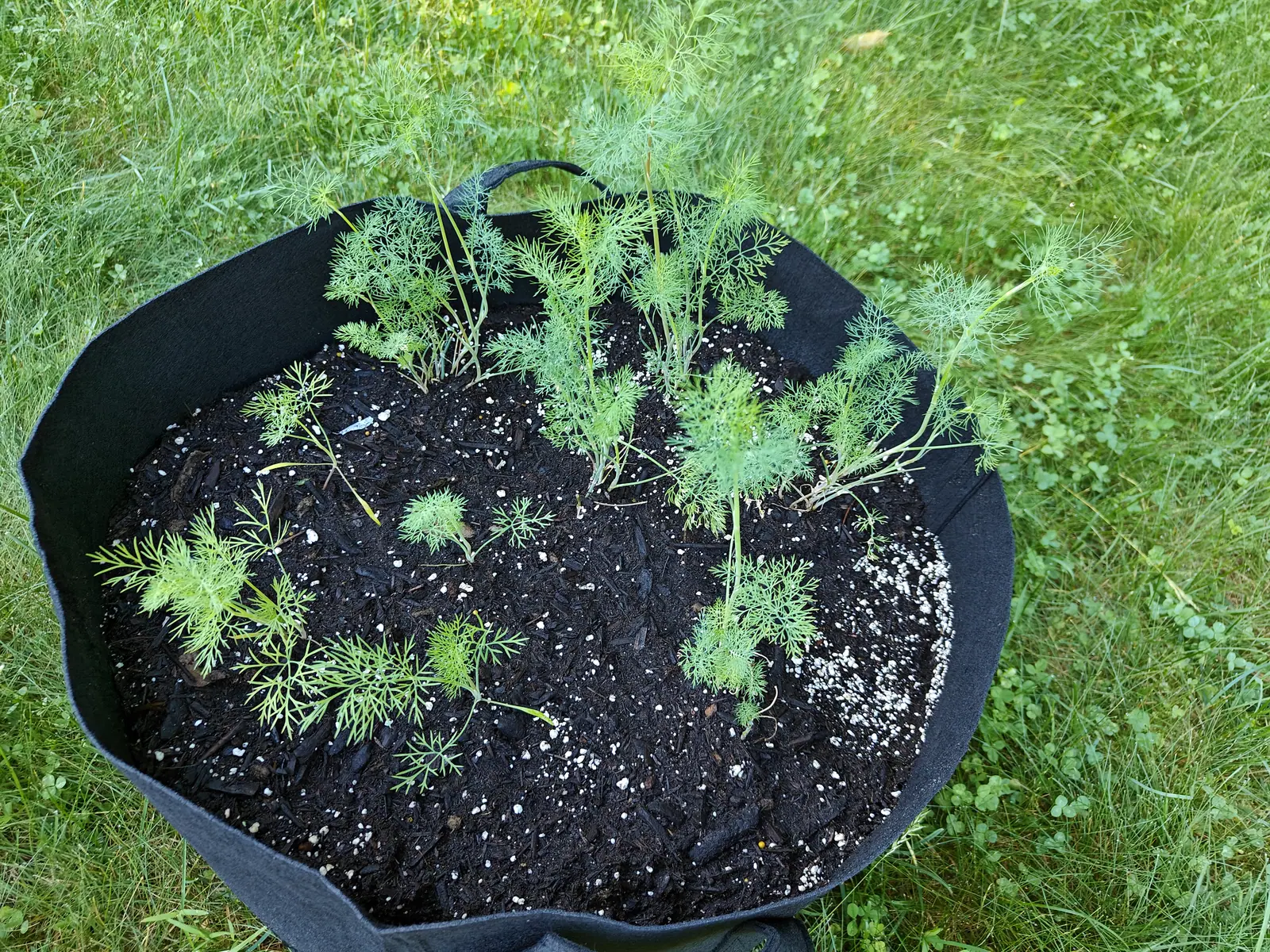 Bouquet dill on 17 June, each leaf cut three times over into thread-fine segments that all lie out in one plane, so it reads as a flat feathery fan rather than a tuft, on hollow stems sheathed papery where they clasp, in bright even light.