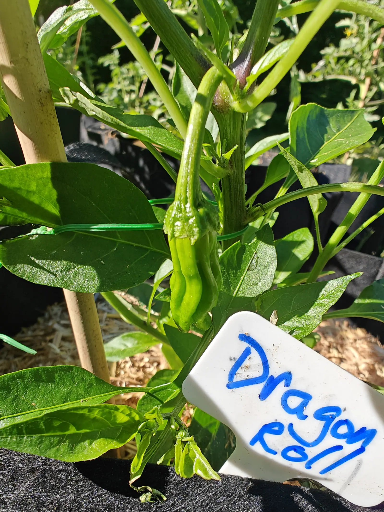 A Dragon Roll pepper on 21 June, one long fruit swinging clear of the foliage under a flared five-pointed calyx, its skin smooth but creased and undulating down to a blunt puckered tip, and a stem node stained purple-black in hard noon sun.