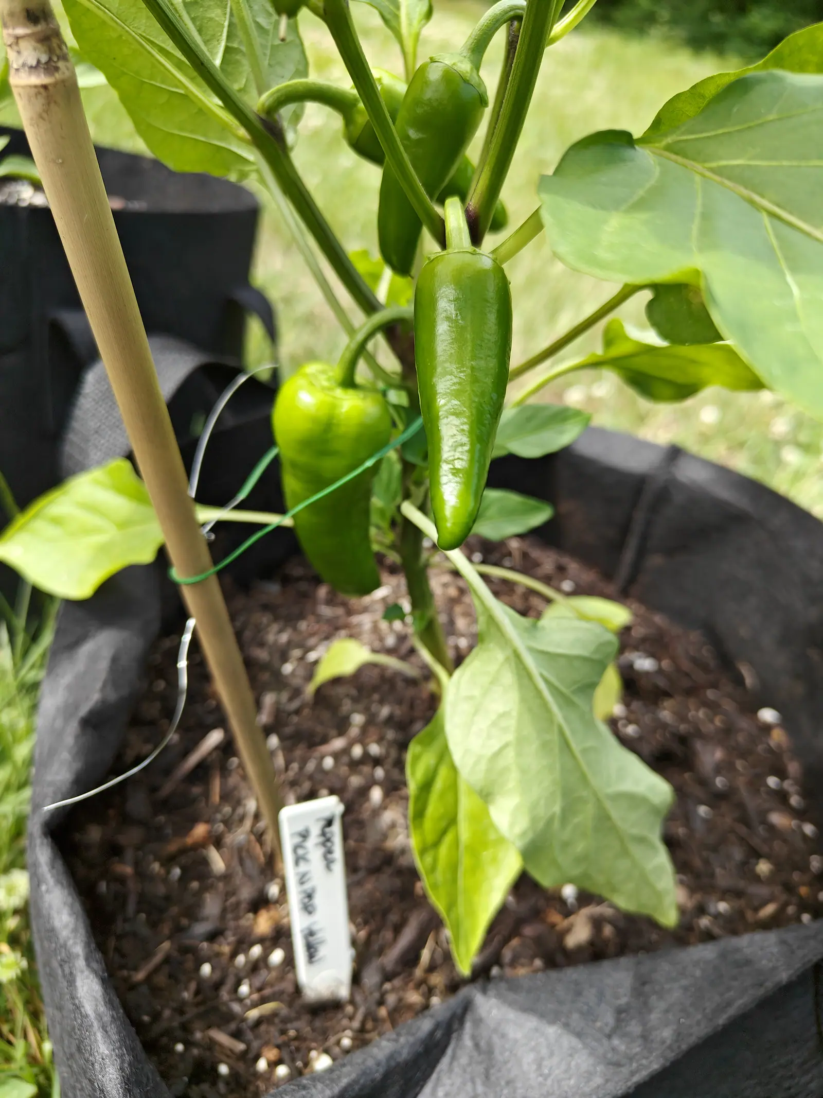Pick-N-Pop Yellow peppers on 19 June, still all green, three hanging from pedicels that arch over at the top, the sunlit one showing faint pale striping under the gloss and the next a shallow crease down its length, the lawn behind thrown right out.
