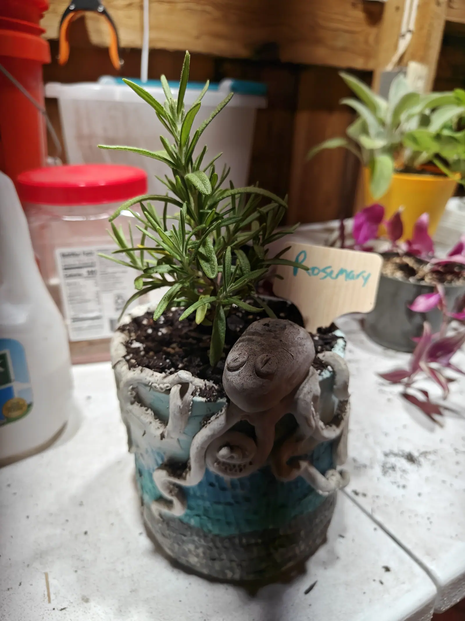 A young rosemary on 22 June, its shoots crowded stiff with strap leaves into bottle-brushes, dark above and white-felted beneath with the margins rolled under, standing in a hand-built pot where a clay octopus rests its head on the rim, eyes closed.