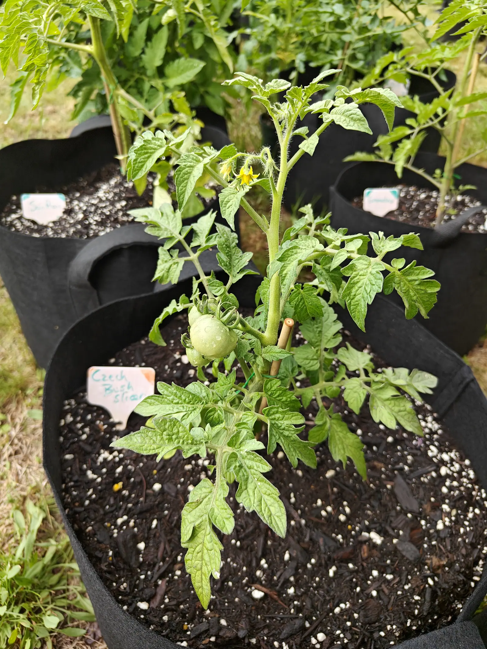 A Czech's Bush tomato on 18 June, one round green fruit already flattened at the shoulders and beaded with droplets, hanging on the same cluster as two smaller ones and a spent flower, with four or five fresh flowers on a truss just above it.