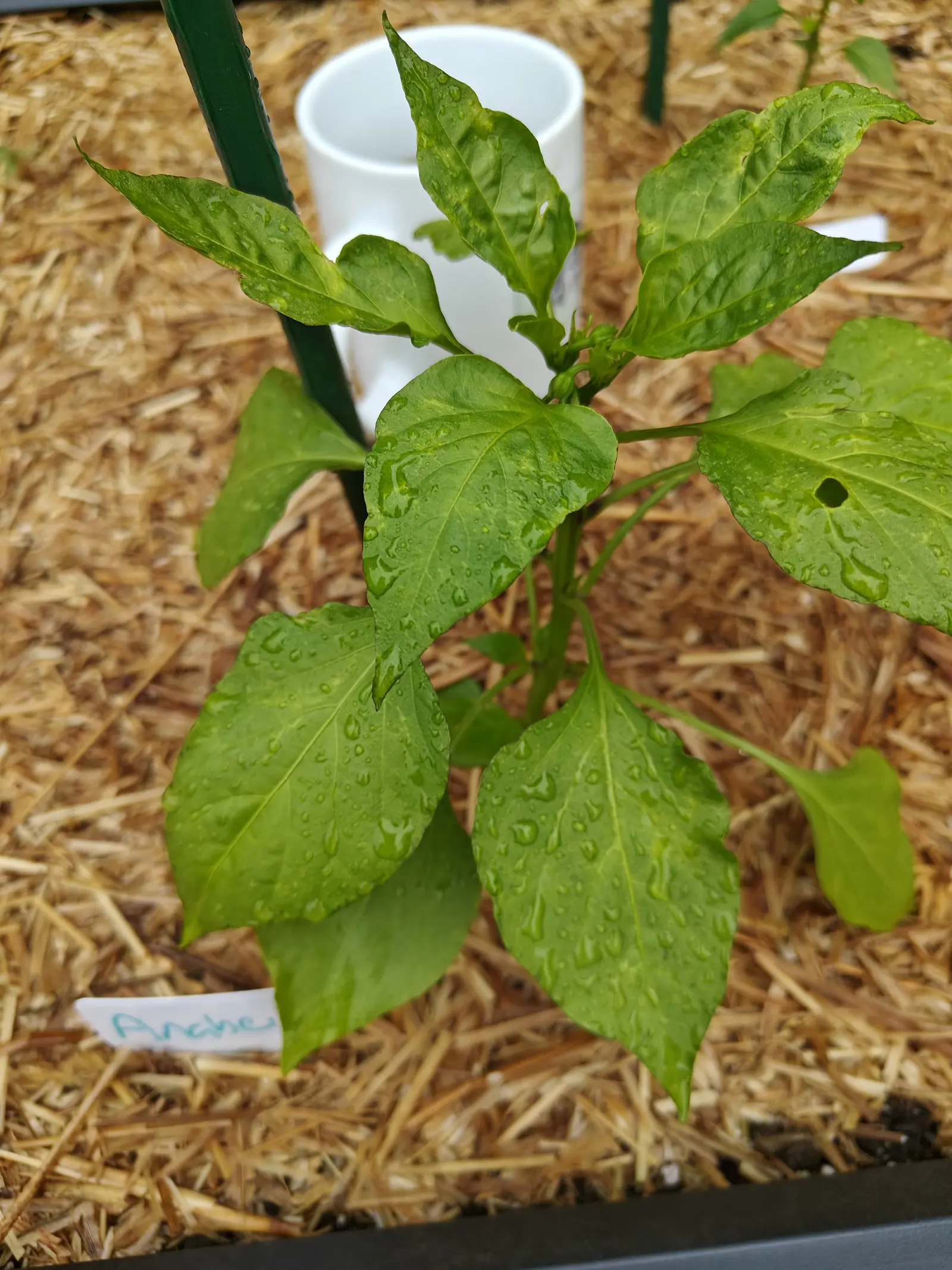 An Anaheim pepper on 23 June, water still standing on it in fat separate beads with longer runs lying along the veins, three ribbed green buds held erect at the stem fork, and one leaf with a clean round hole chewed through it.