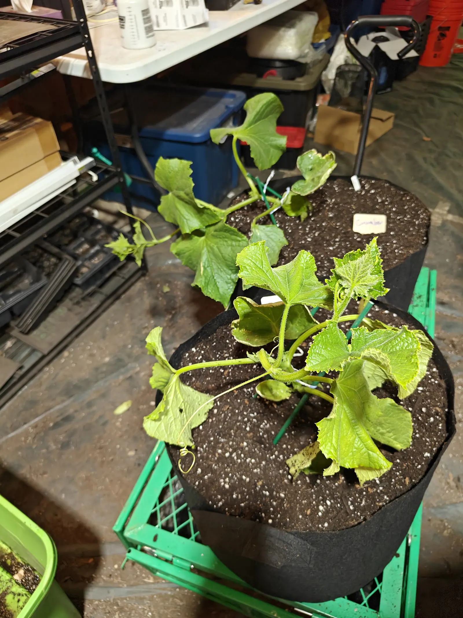 Suyo Long cucumbers on 21 June, sprawling flat over the rim instead of climbing, every blade puckered between sunken veins and bristling with stiff white hairs, one tendril at a growing tip wound into a tight flat spiral, in dim indoor light.