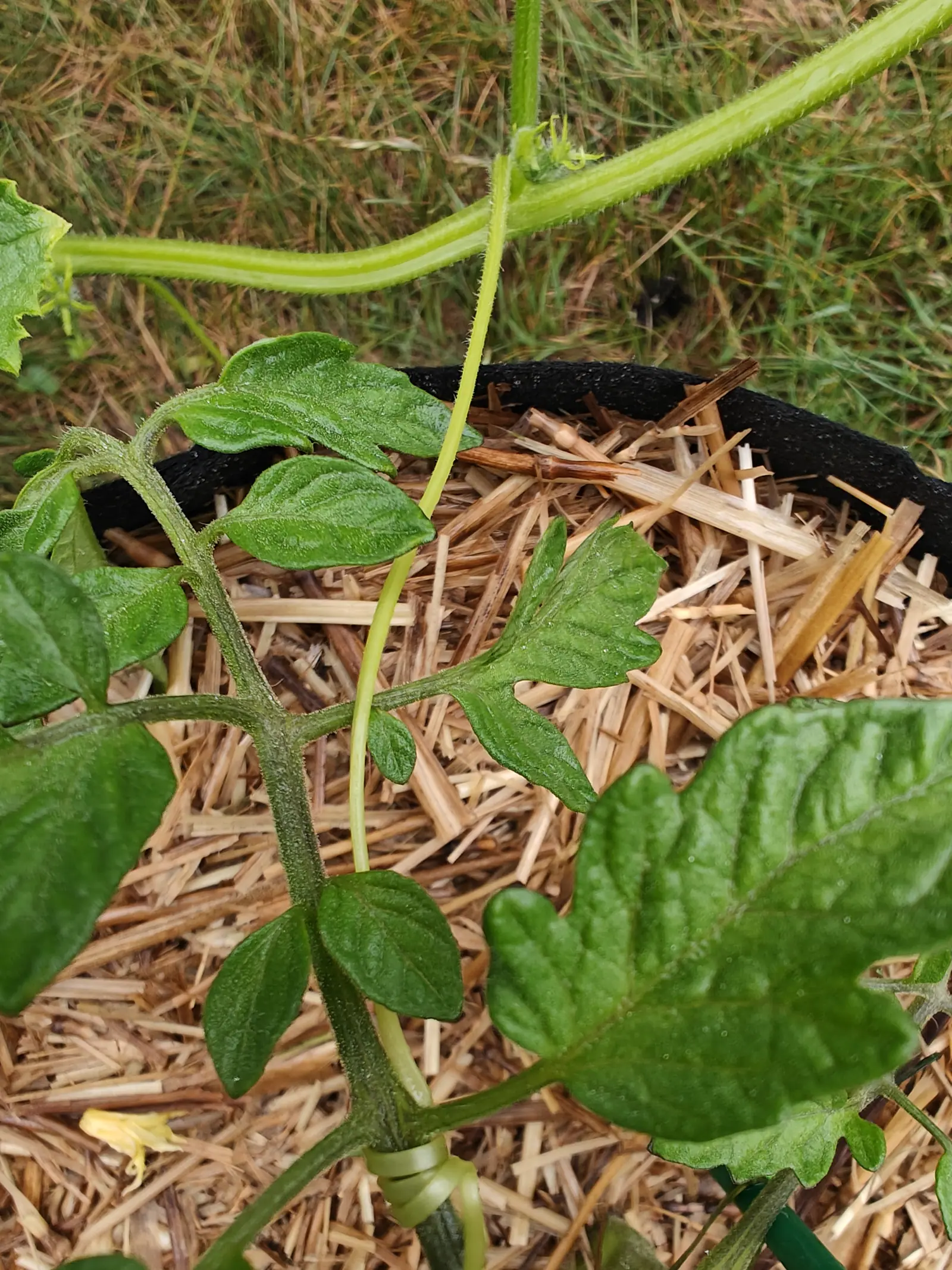 A Suyo Long cucumber on 23 June, its ridged bristly stems crossing above a tomato that has taken over the lower half of the frame, one bud showing an ovary already slim and elongated, and a yellow flower fallen below, too far gone to say whose.