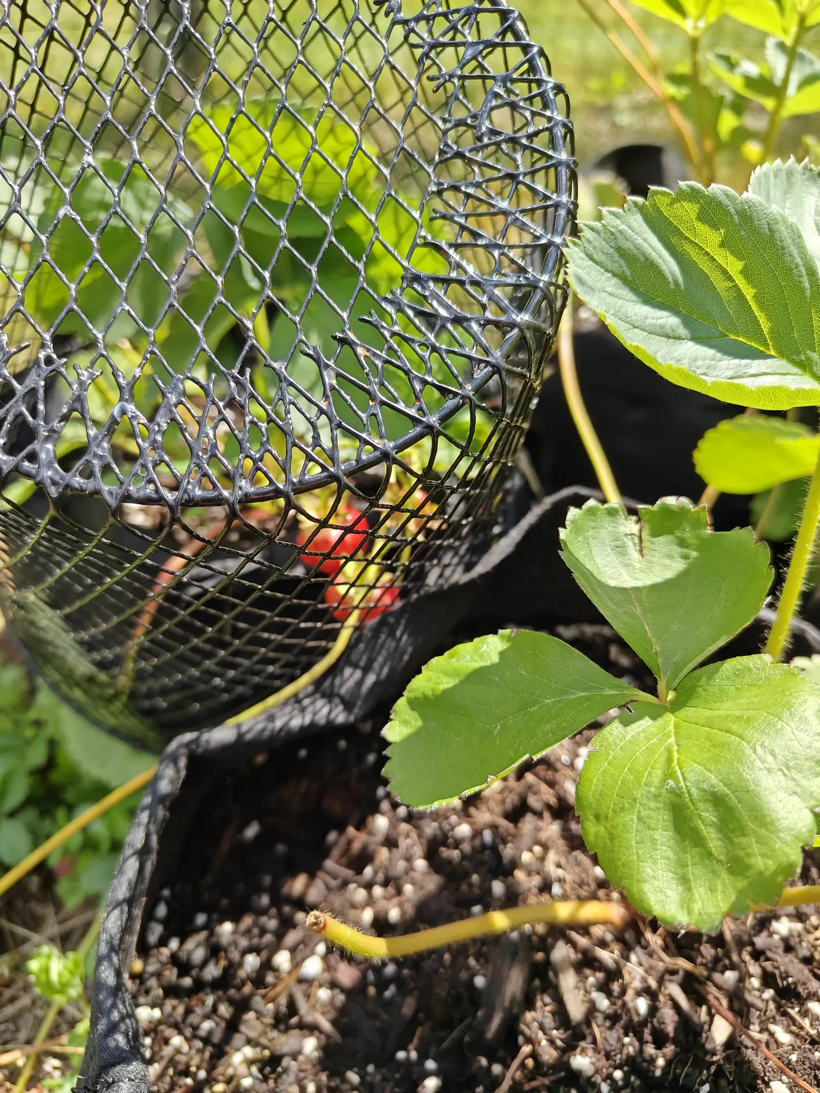 Early June strawberries on 19 June, caged under a dome of black mesh that glints wet where the sun strikes it, two scarlet blurs deep in the shade behind it, and out in full sun a bristly runner arcing across the compost with a tight bud at its tip.