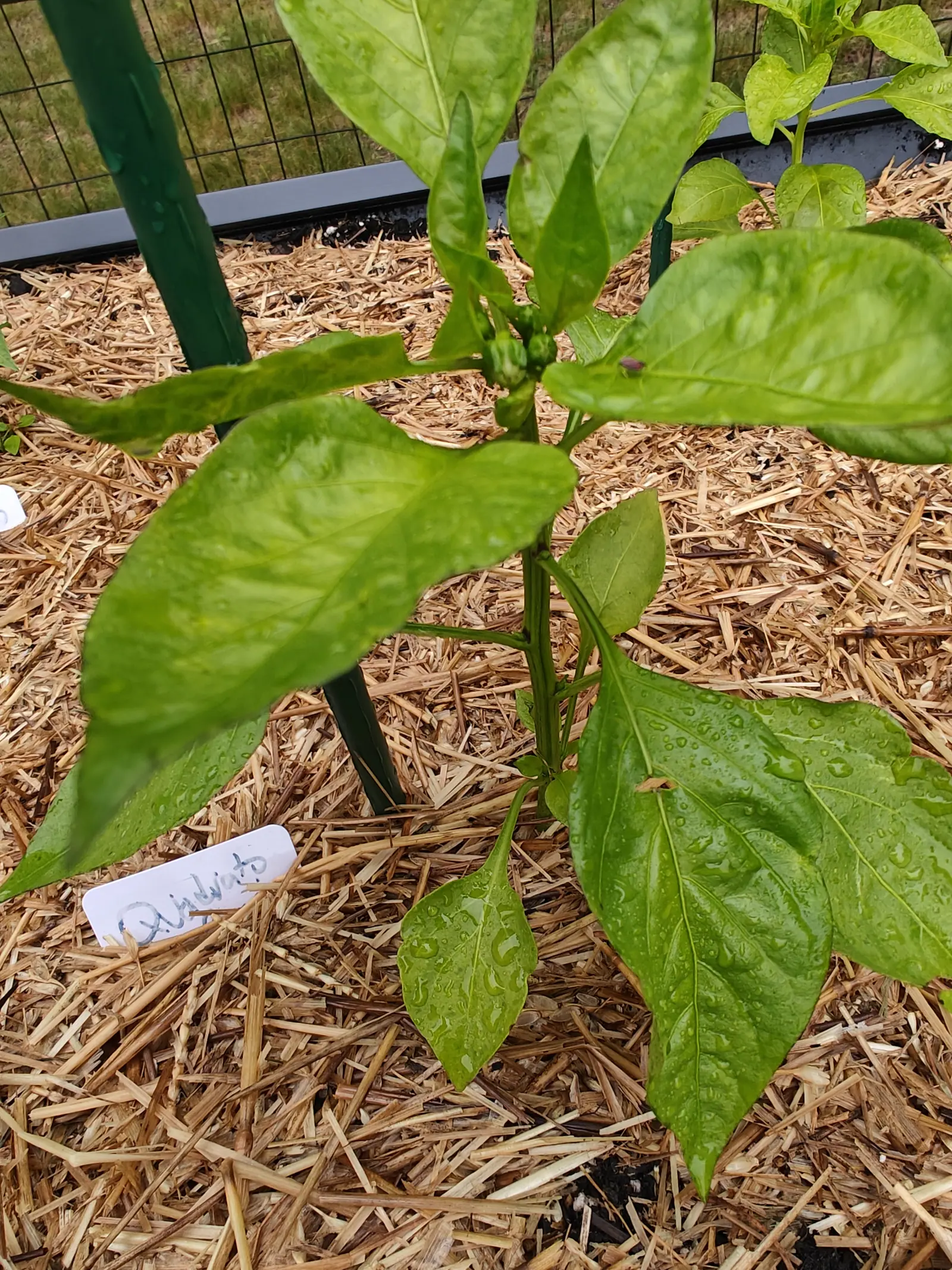 A Quadrato d'Asti Rosso pepper on 23 June, eight or nine broad leaves lying out flat almost to the corners of the frame with rain still running in a line down one midrib, and two or three ribbed green buds standing erect at the crown, in flat overcast.