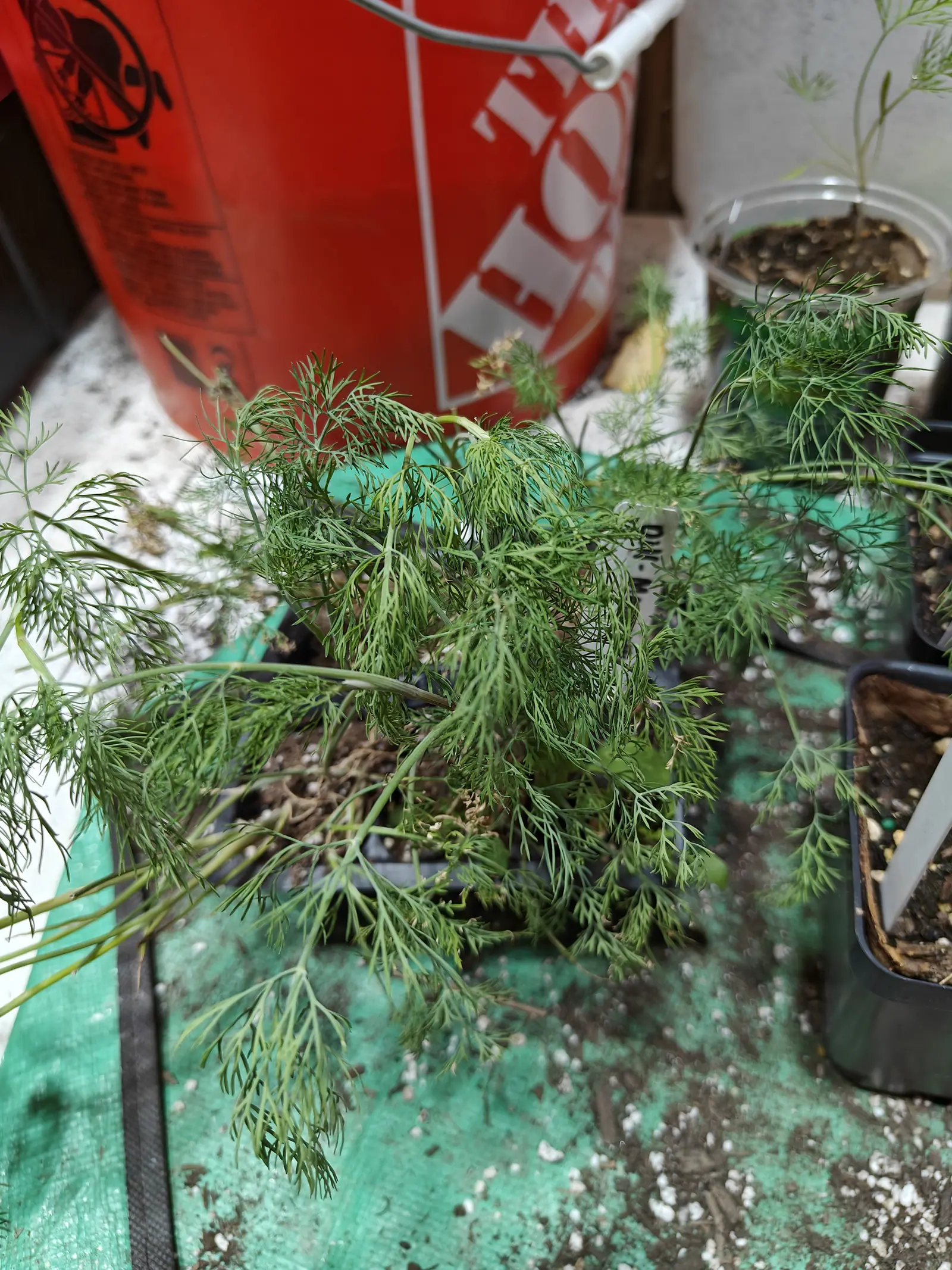 Mammoth dill on 12 June, long outgrown its cell and collapsed out of it in every direction on bare arching stems, its thread-fine foliage still lying flat in one plane, a mat of pale roots showing where the leaves part, in dim flat daylight.