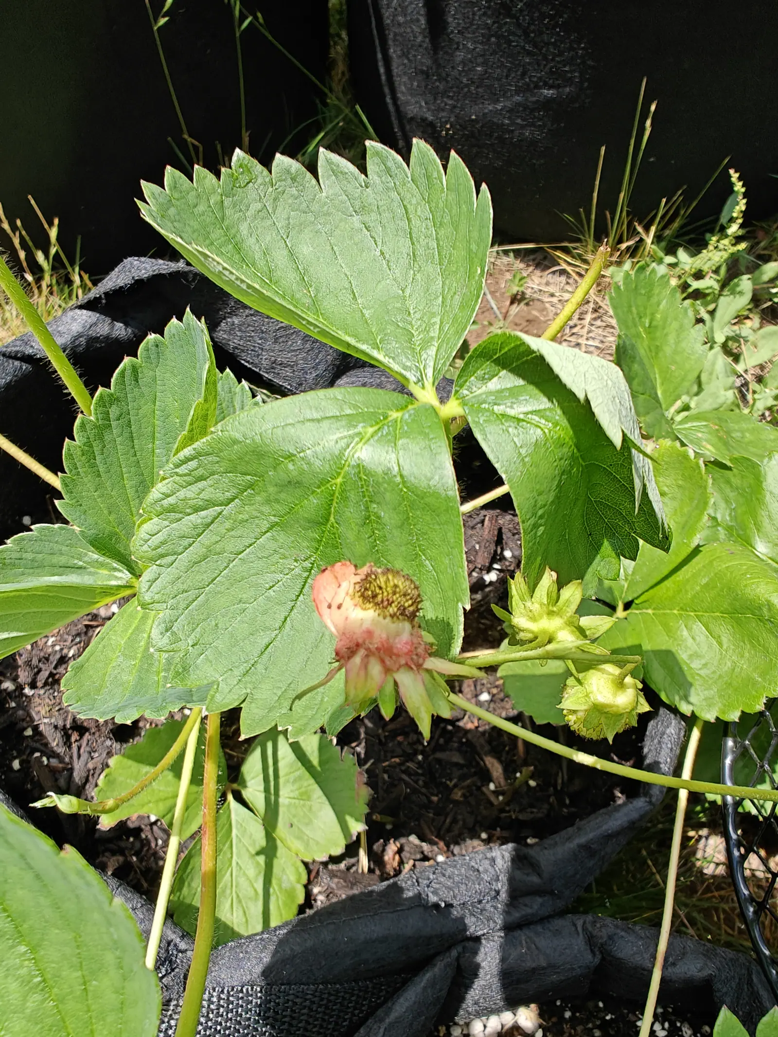An Early June strawberry ripening lopsided on 12 June, salmon-pink flushed down one side of a cream receptacle with a corky pink band round its waist and its seeds standing proud in a dome at the top, in sun hard enough to light every leaf hair.