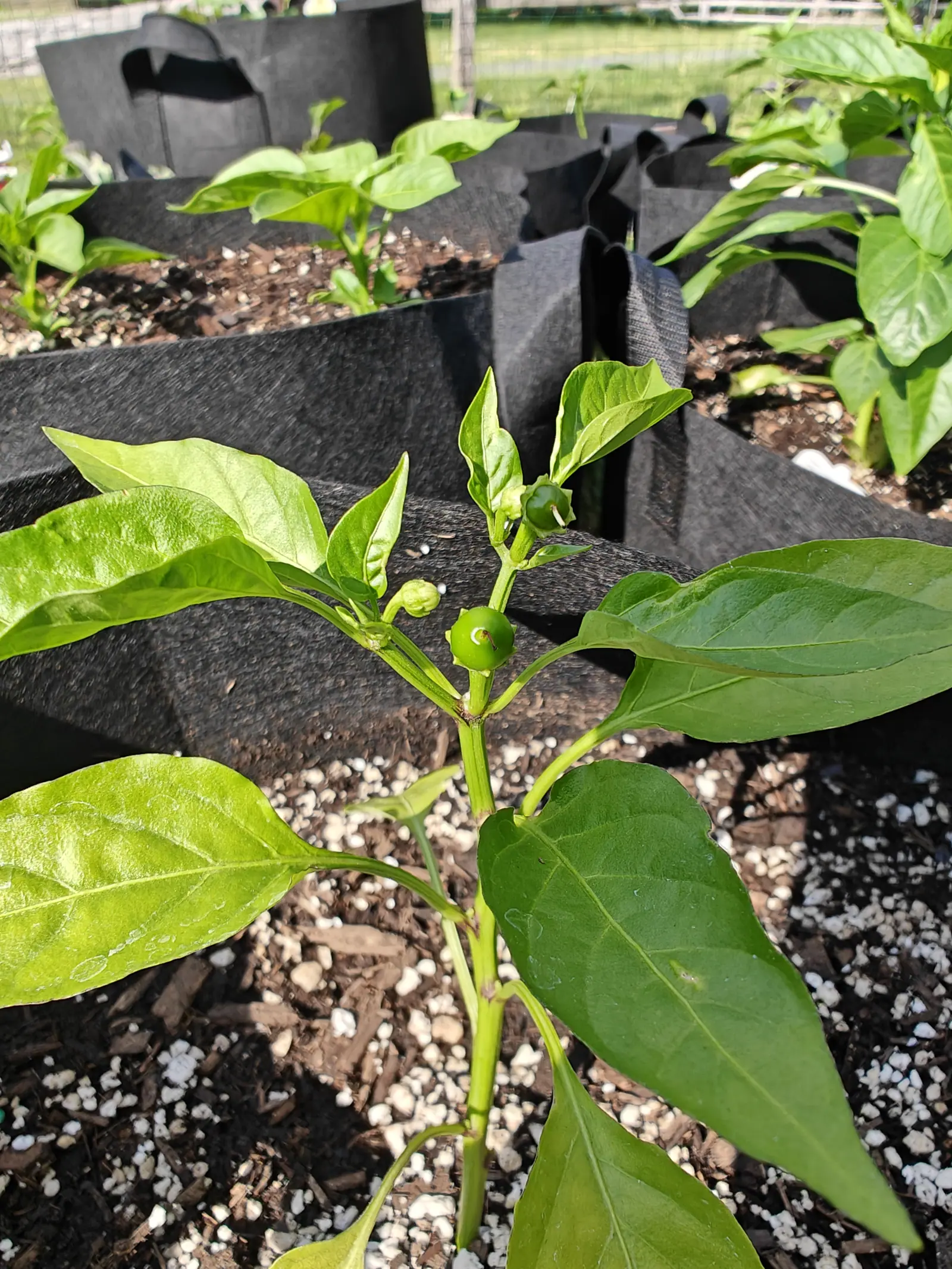 A Cherry Hot pepper on 12 June, one round green fruit standing straight up at the stem fork to face the camera, a flat star of sepals spread beneath it and the dried style still stuck at its apex inside a pale ring, its leaves back-lit yellow-green.