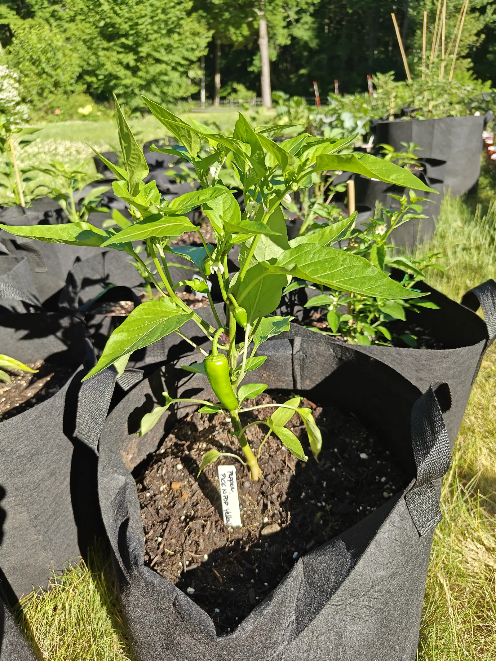 A Pick-N-Pop Yellow on 13 June, one green pod hanging clear of the leaves and tapering to a curved point, white flowers nodding down from the nodes above it, in early low sun that rakes across from the right and lays long shadows behind.