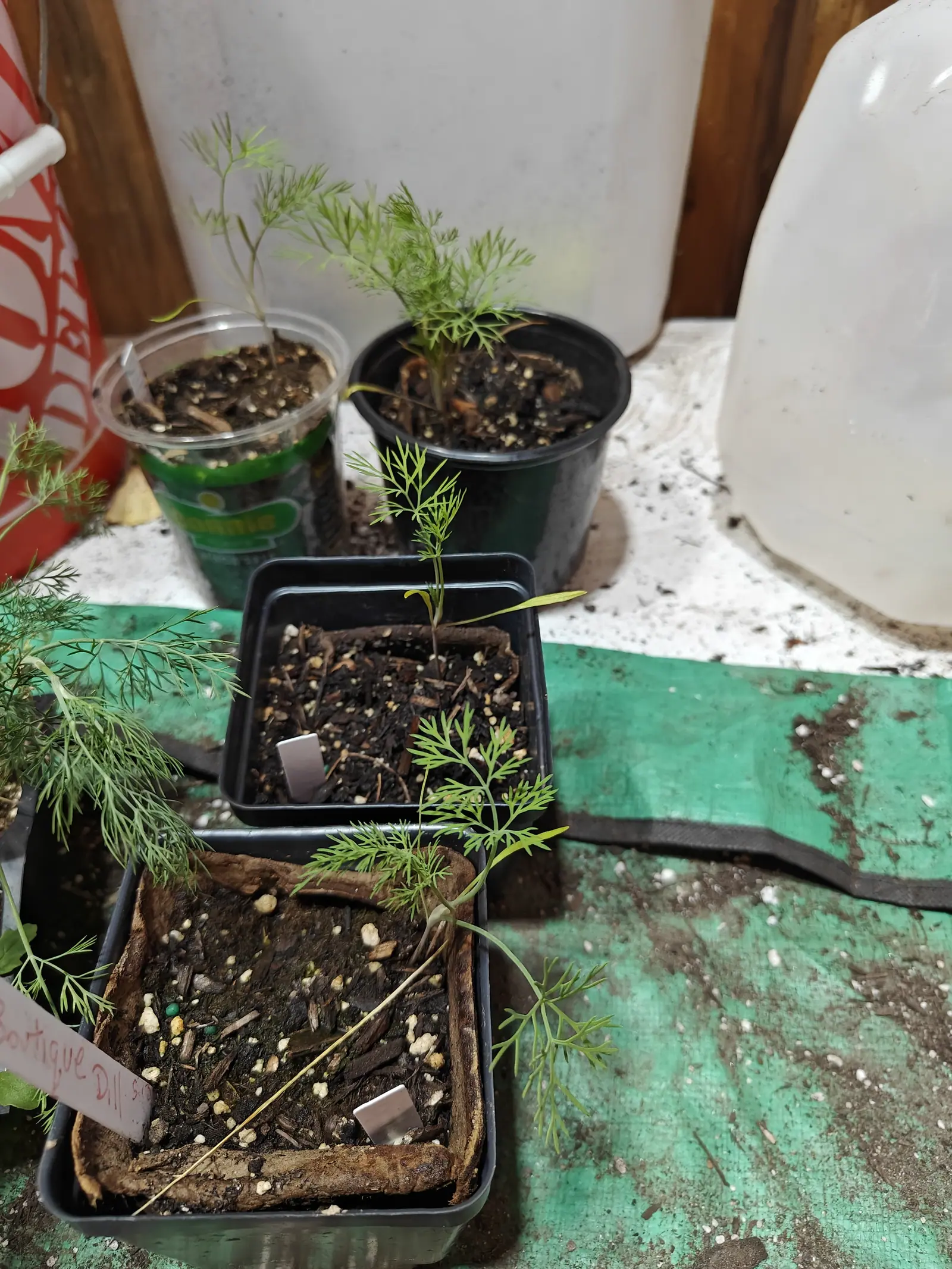 Feathery seedlings crowded together indoors on 12 June, every leaf a flattened fan of hair-fine segments held out in a single plane, and the two front pots each with a brown fiber pot sunk into it and going rotten.