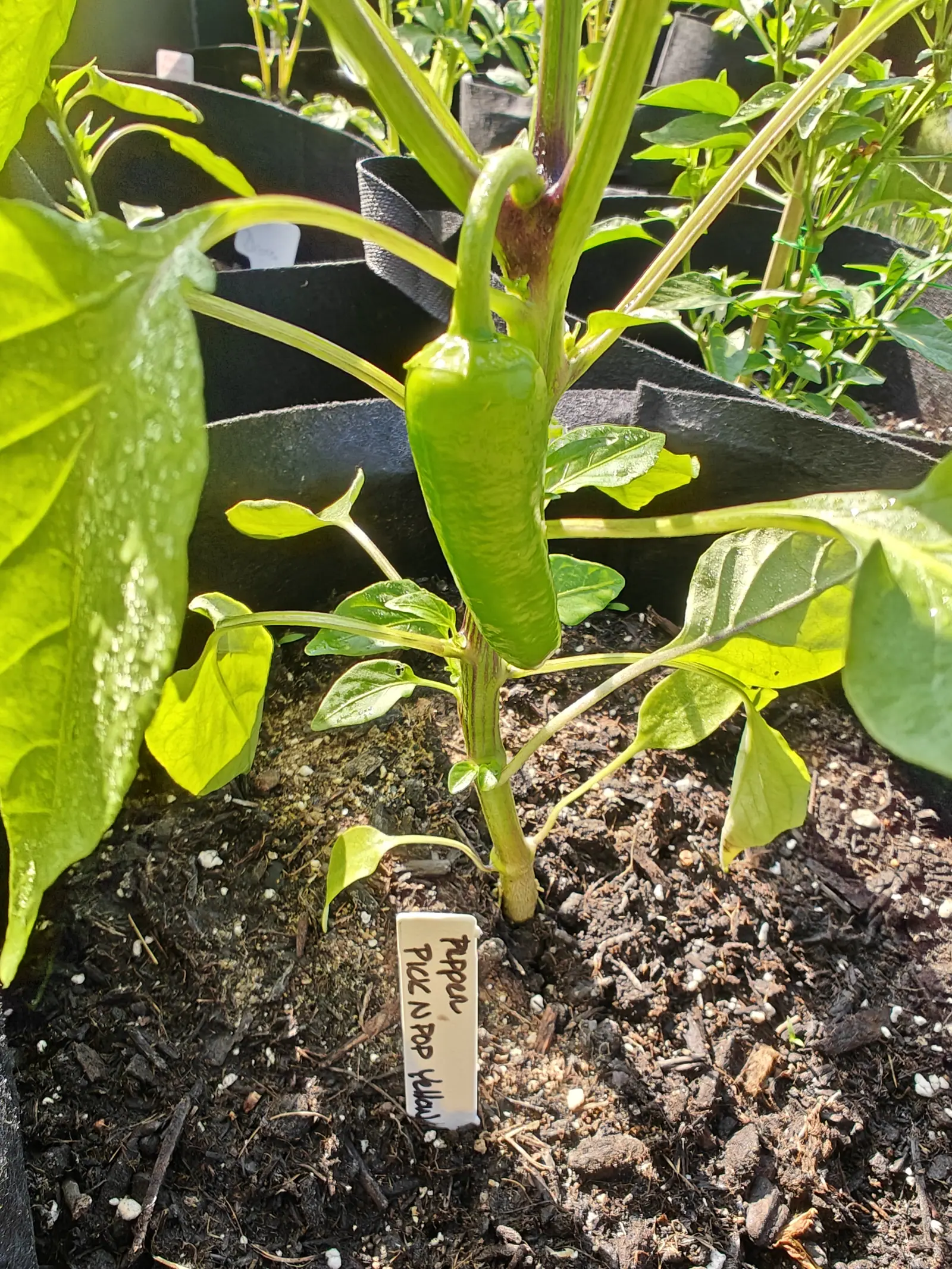 A Pick-N-Pop Yellow on 12 June, one long green fruit hanging dead center off a pedicel that arches out of a node stained dark purple-red, fine purple striping running up the stem, and a band of thirty-odd pale beads strung along one big leaf's midrib.