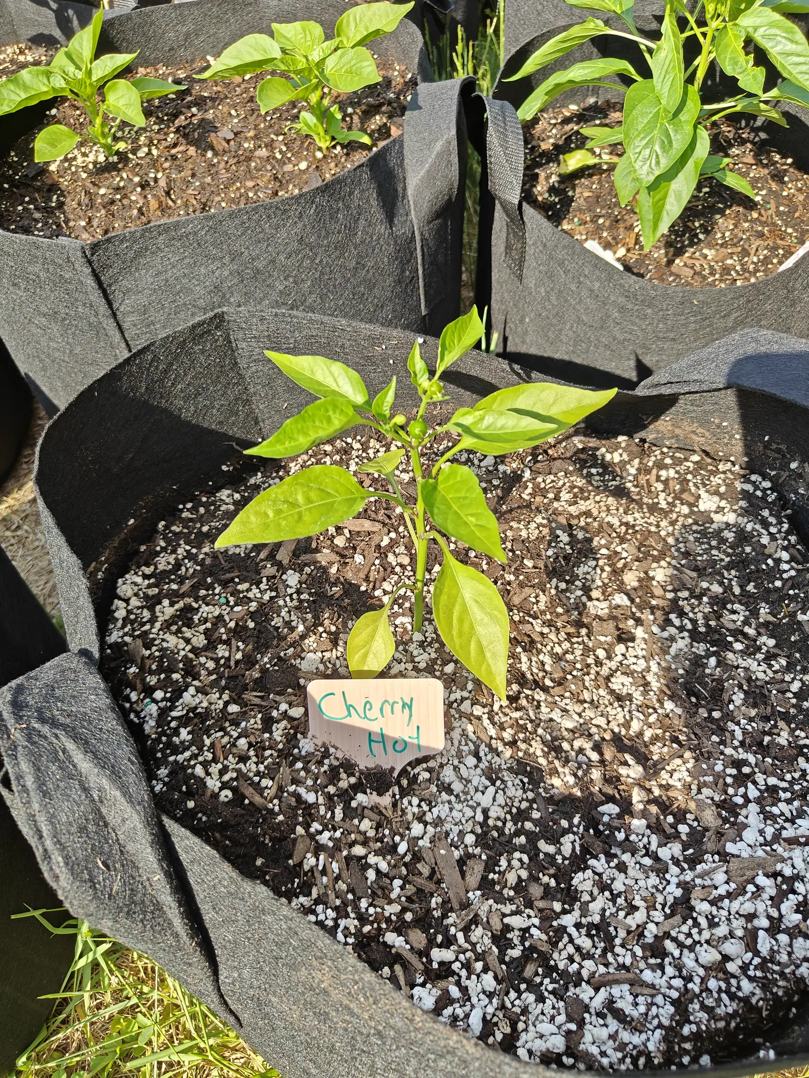 A Cherry Hot on 12 June with no color in it anywhere: two round green fruits sitting erect at a single fork, a dried pale style still poking from the top of each and two blunt buds beside them, in hard low sun laying black shadows behind.