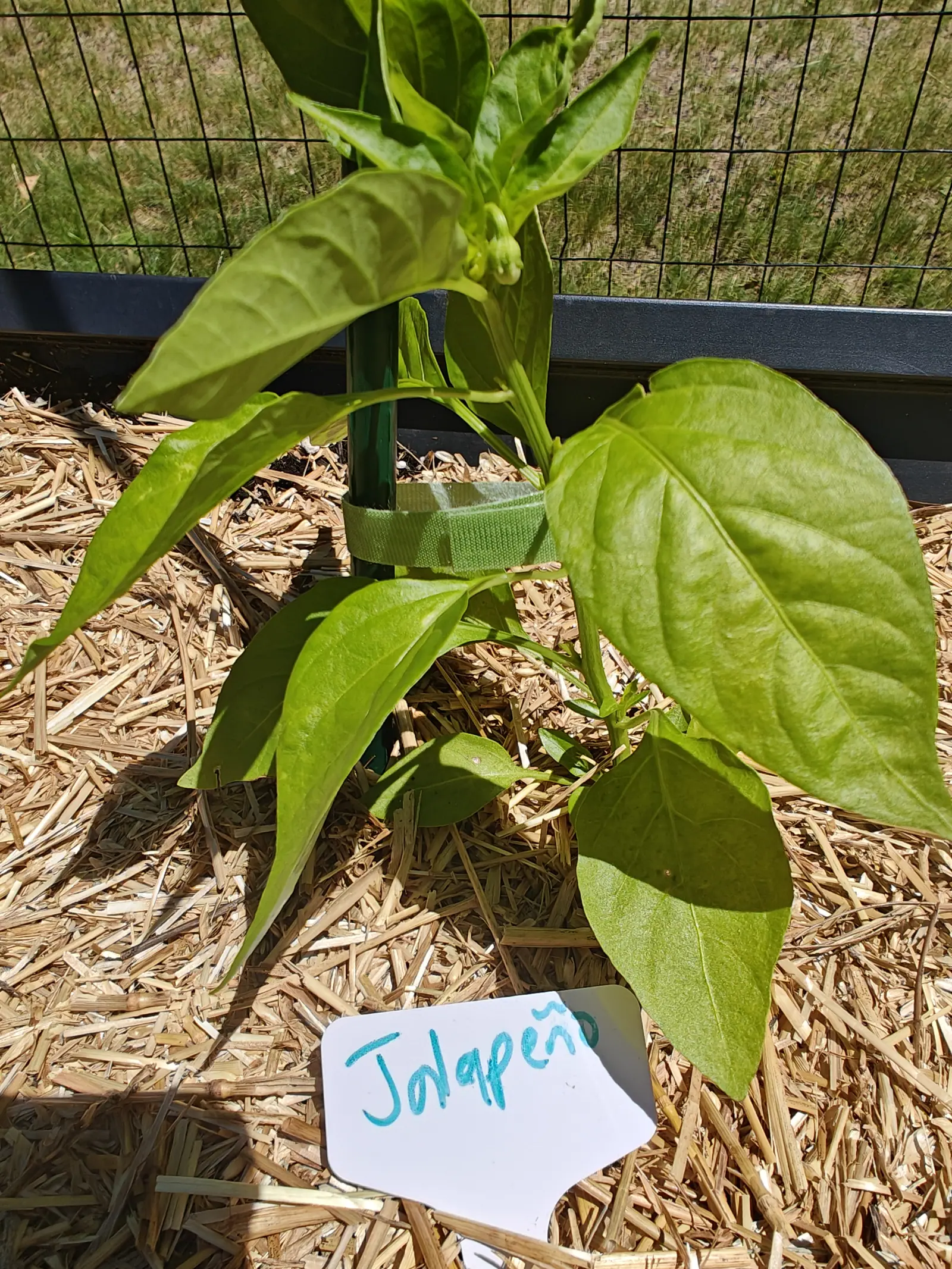 A Jalapeno on 24 June, not in flower yet: one plump ribbed bud hanging where its pedicel curves over, pale green at the base and creamy white at the closed tip, with a smaller one beside it and hard sun cutting shadows across the straw.