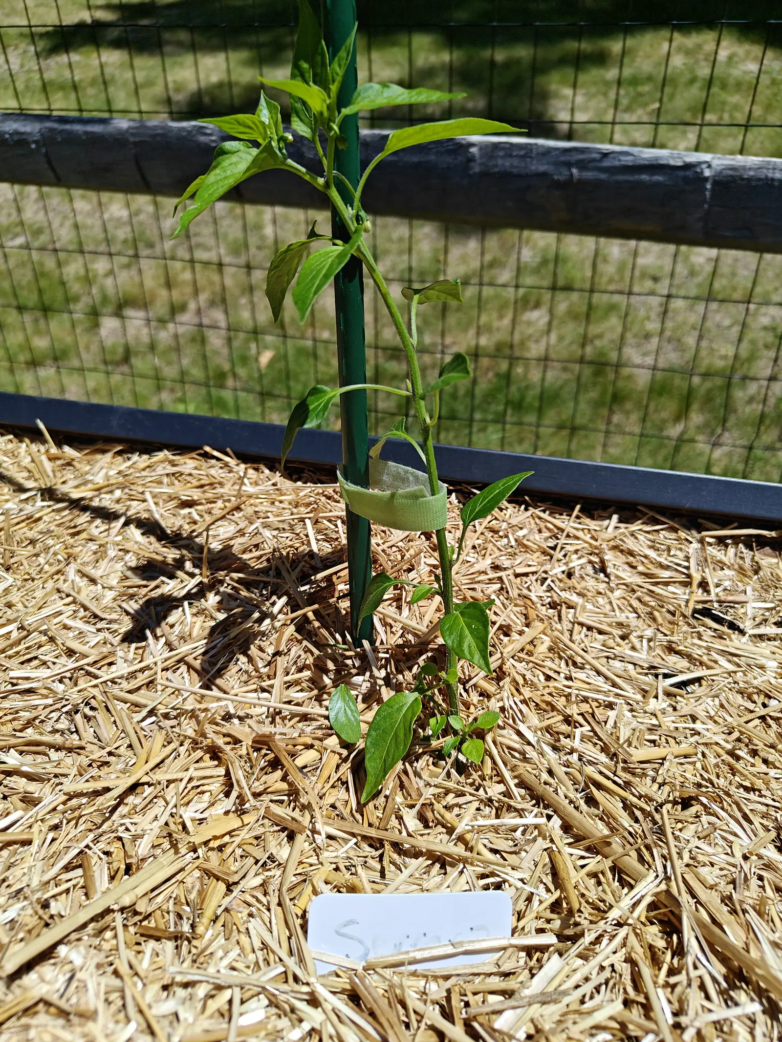 A Serrano on 24 June, thin and barely a dozen leaves, carrying one bud nodding at a fork and a second standing erect higher up, its stems finely white-hairy, with the hard midday sun laying sharp bars of shadow across the straw around it.