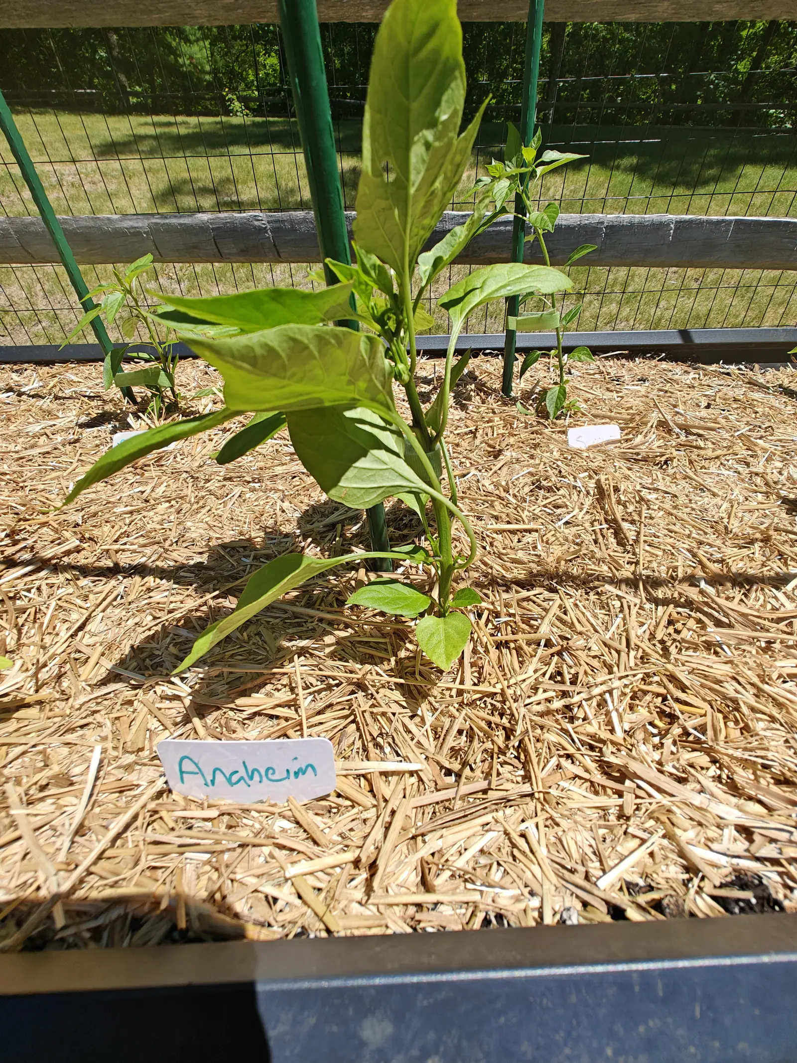 An Anaheim on 24 June, one stout stem swollen at every node and forking as it climbs, a single white-tipped bud half hidden in a leaf axil two thirds of the way up, and its own shadow laid out sharp across the straw in hard midday sun.