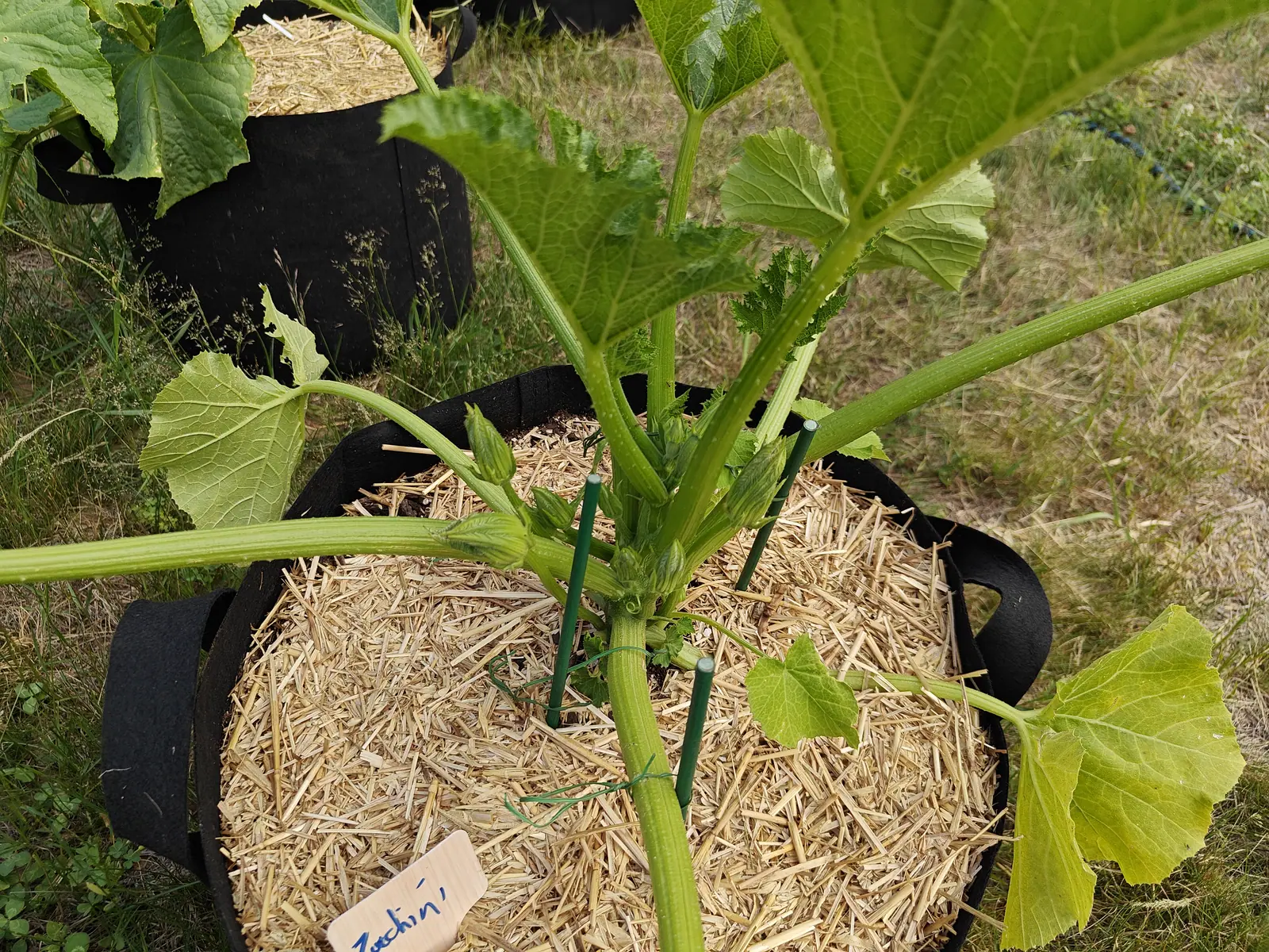 On 25 June, a bush of enormous grooved bristly petioles radiating from one crown with no runner anywhere, their five-lobed blades puckered between pale veins, and down in the crown six or seven pointed ribbed buds, not one of them open yet.