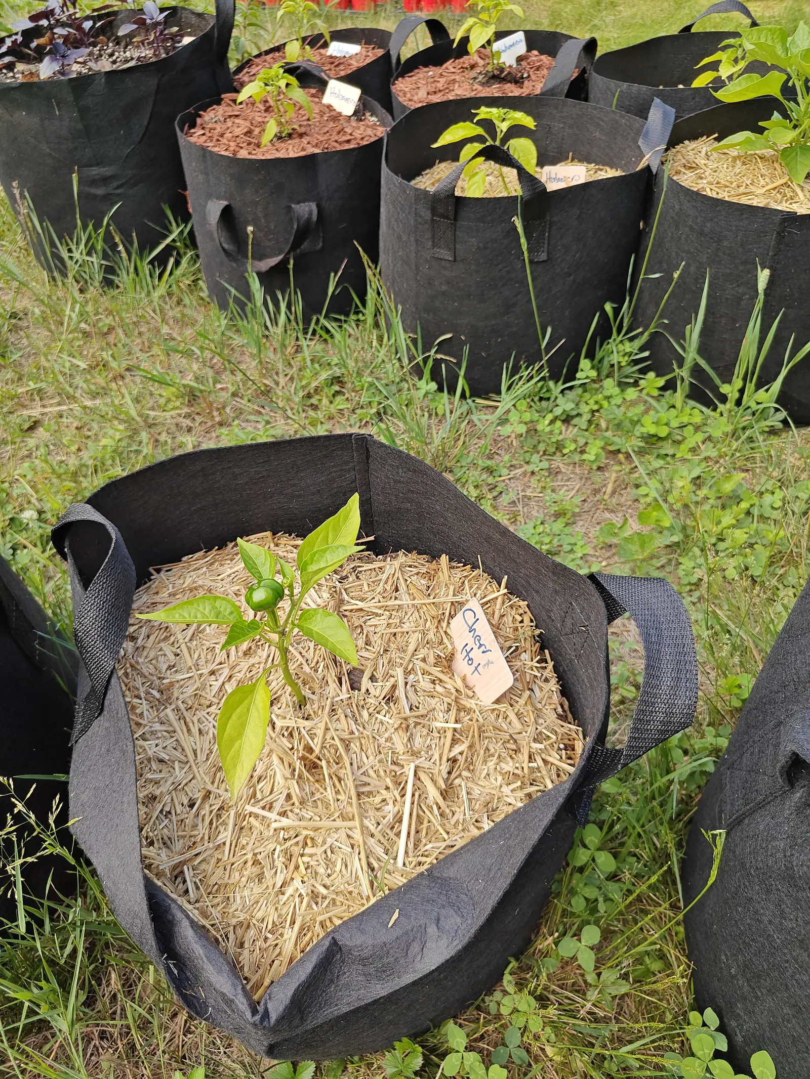 A pepper on 25 June with one fruit set, a dark glossy globe standing bolt upright on its stalk and shallowly lobed with the dried style scar still on top, one bud beside it, and behind it a whole yard of others waiting on clover-thick grass.