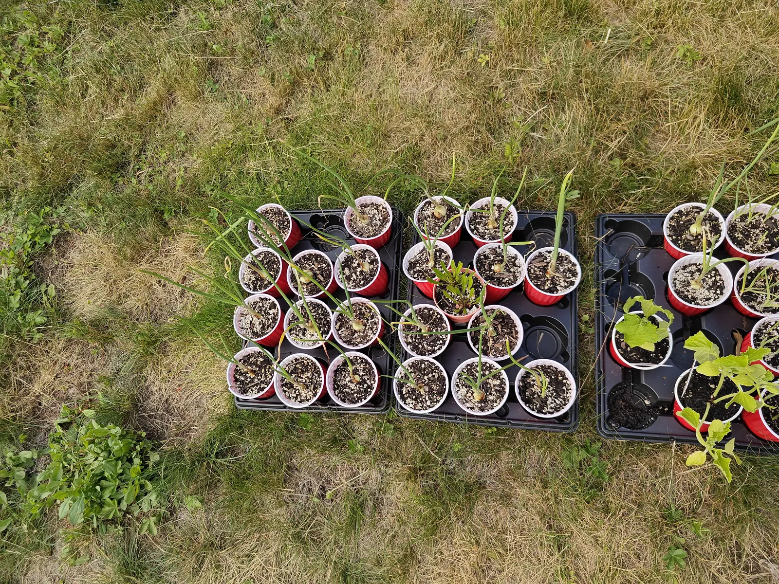 Thirty sets on 25 June, one to each red drinking cup pressed into service as a pot, every pale bulb sitting up on the surface with its skin browning down one side and its hollow leaves flopped sideways across the neighbors, in flat shadowless light.
